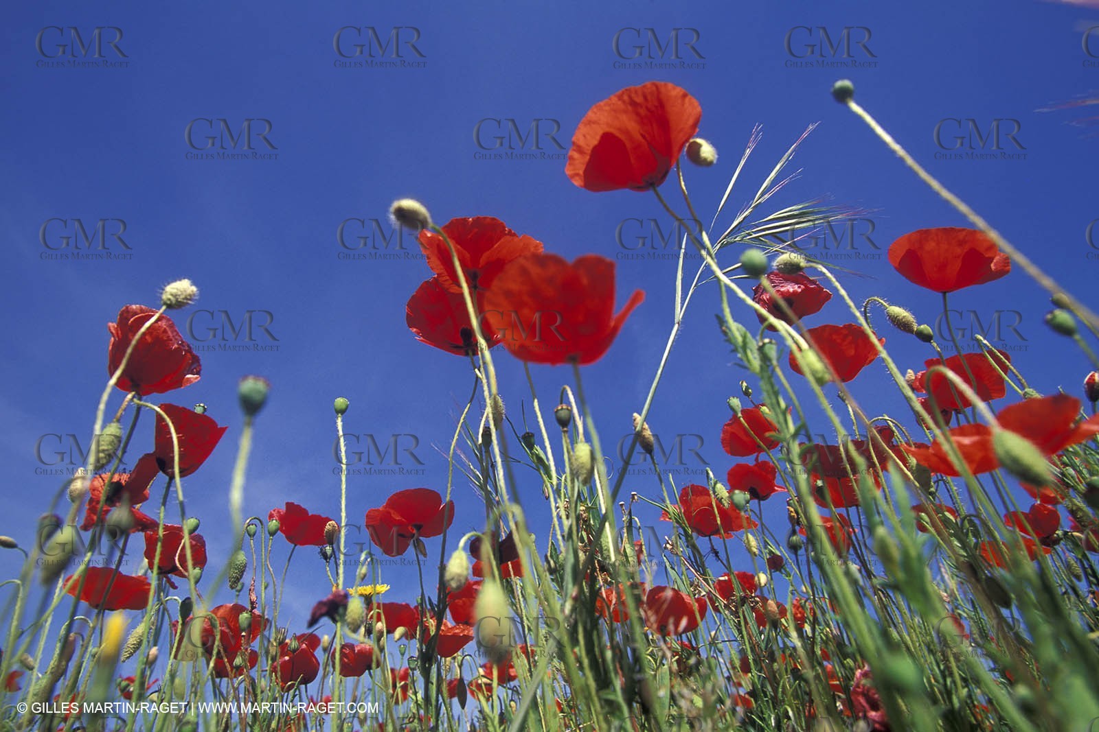 Poppies - Poppies field