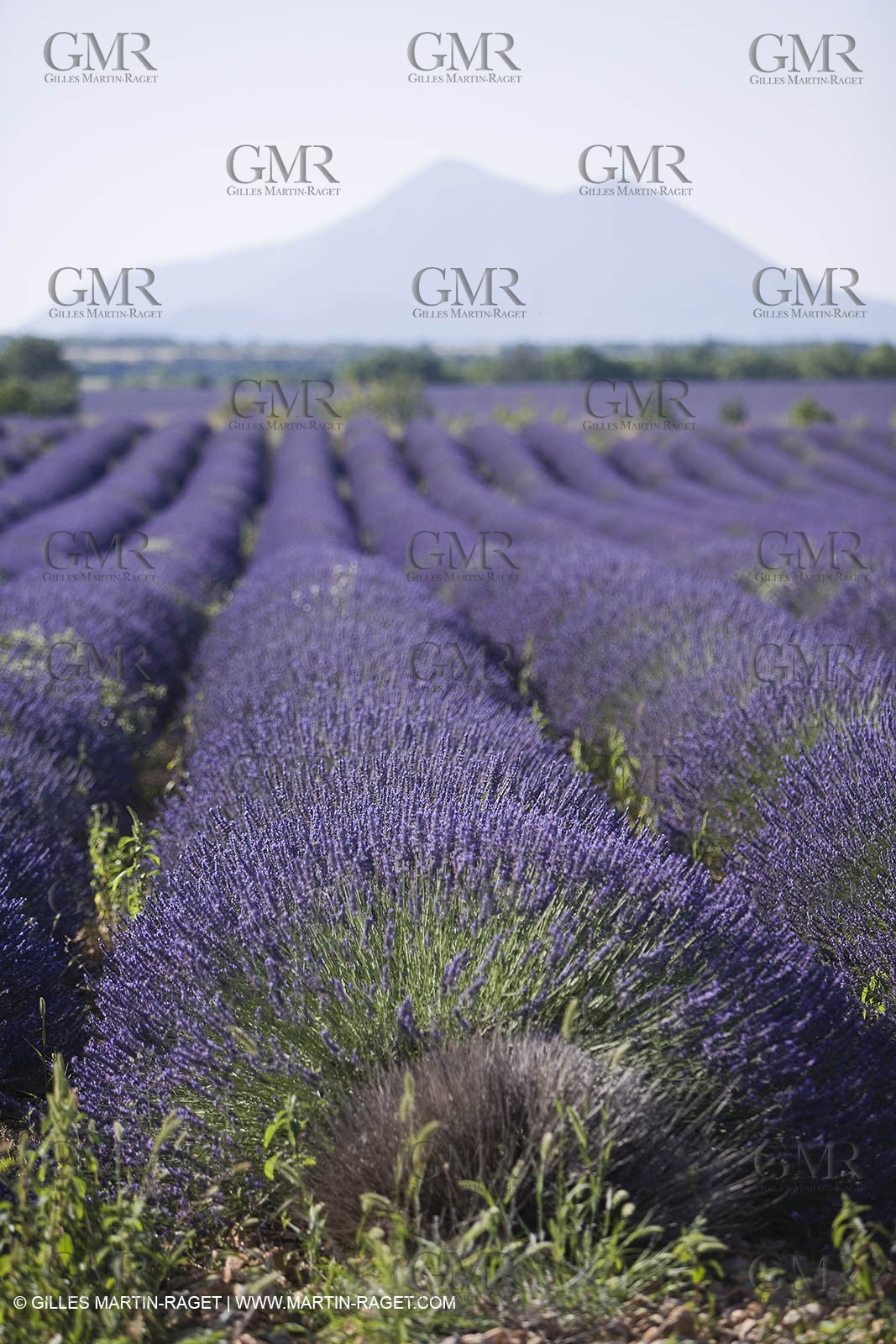 13 08 2007 - Valensole (04) - lavender fields on Valensole plateau