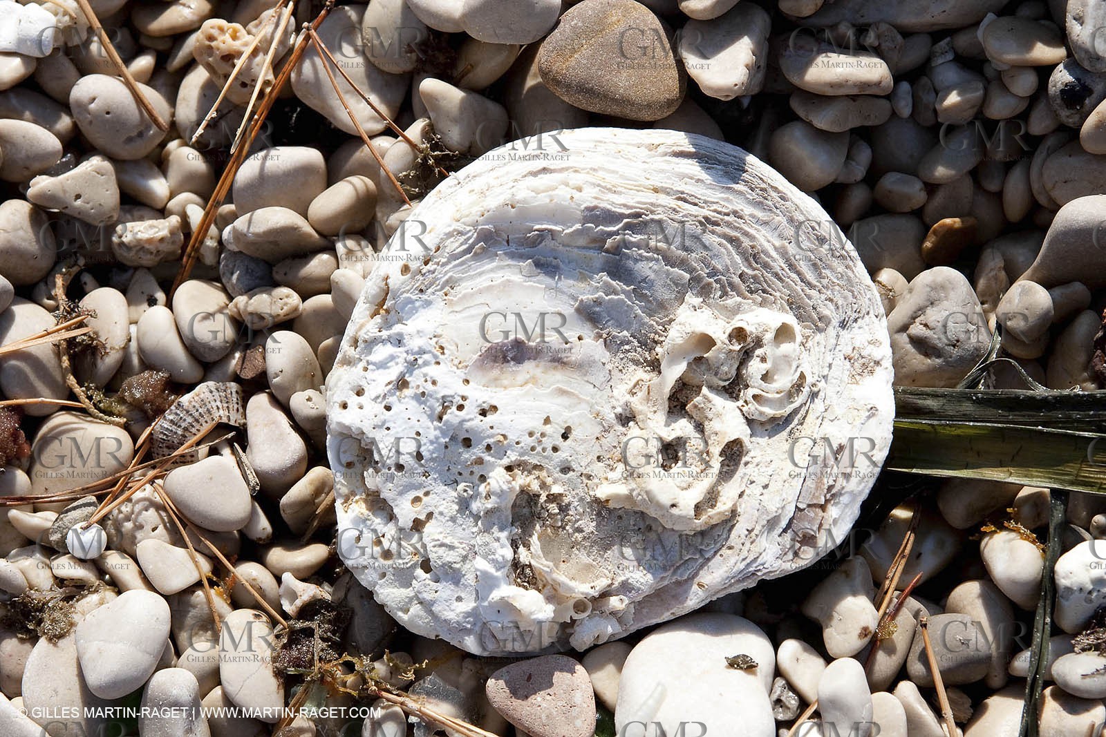 29 07 2009 - Marseille (FRA, 13) - Les Calanques - Riou island