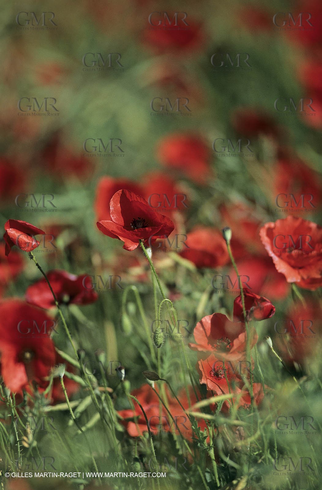 2000-2010- Les Alpilles (FRA,13) - Poppy fields