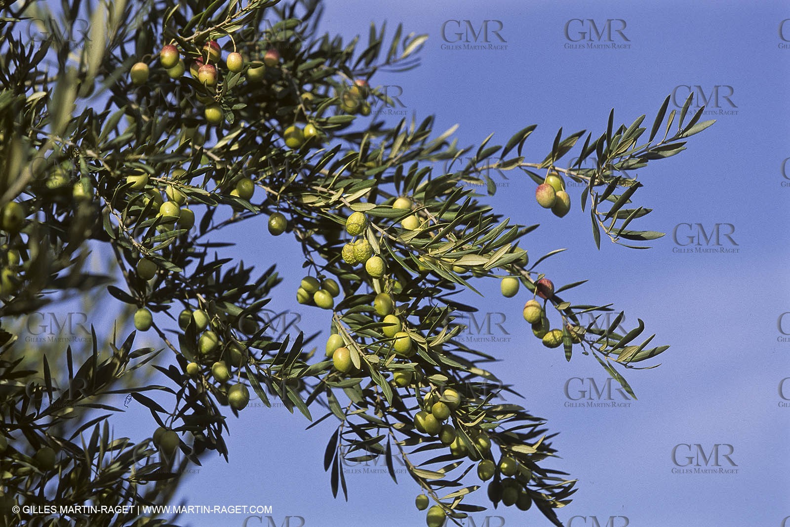 France, Provence, Oliviers, oliveraies, olive trees