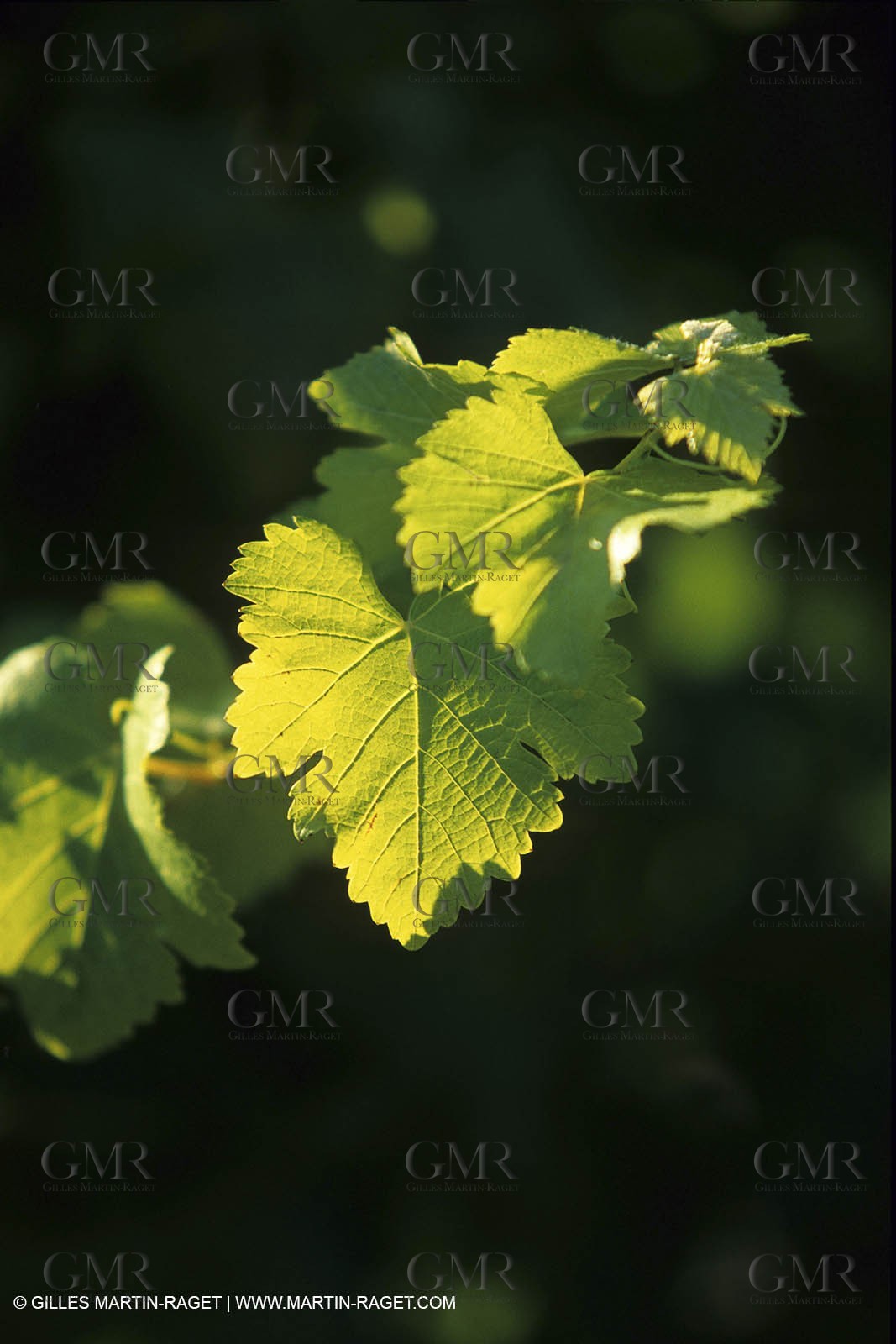 Wine - vineyards - Harvest