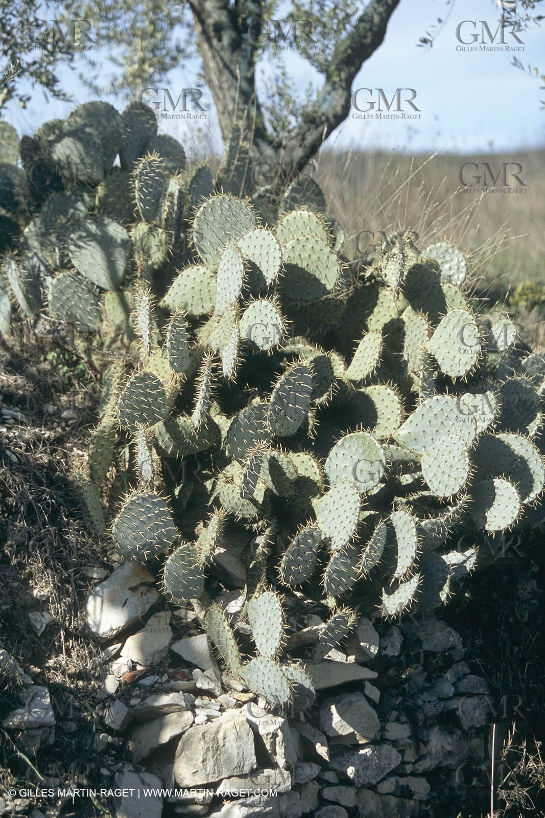 Nîmes Métropole landscapes (FRA,30) - Vaunage