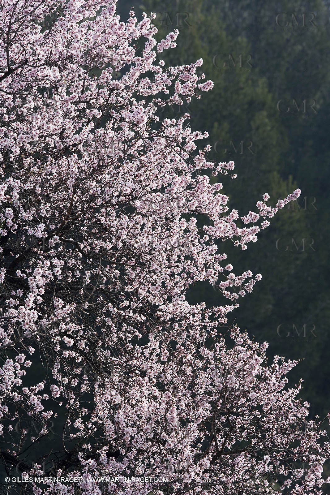 16 02 2008 - Les Baux de Provence (FRA, 13) - Alpilles hills landscapes