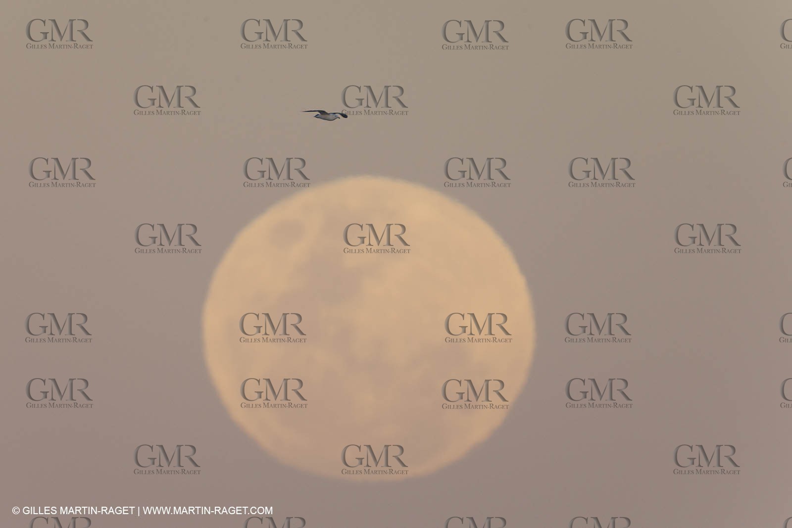 07 11 2014, Capetown (ZAF), Volvo Ocean Race 2014-15, Team Alvimedica finish and arrival in Cape Town