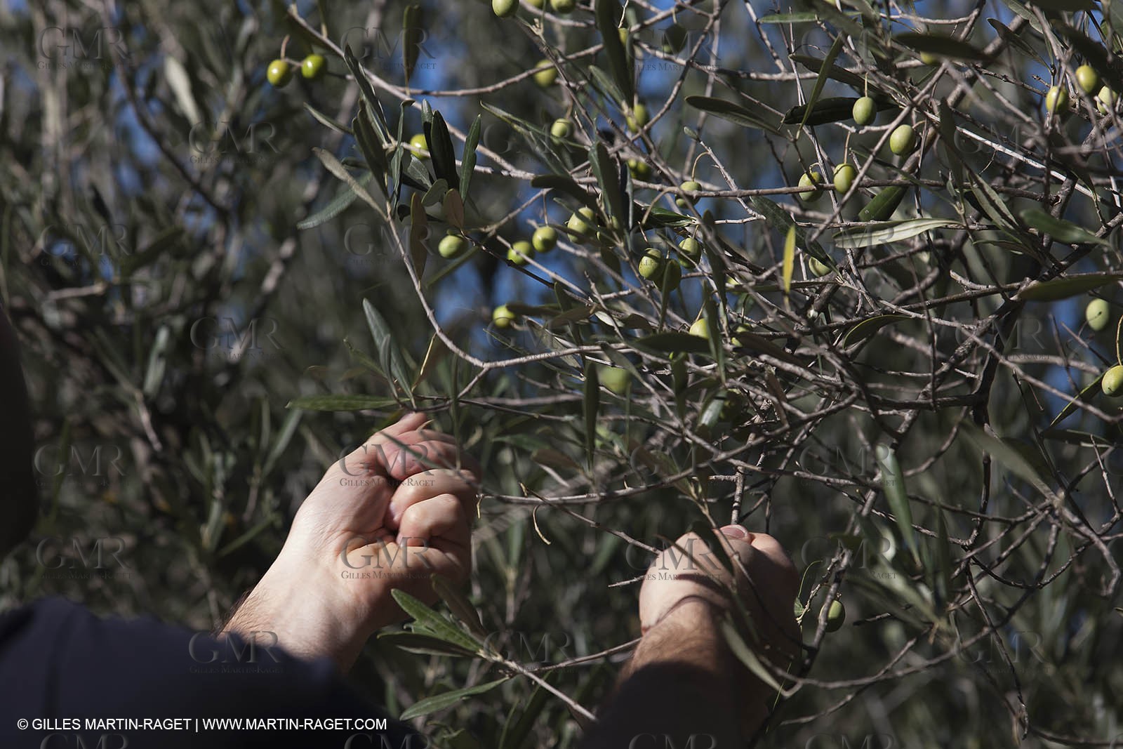7 11 2012 - Saint Etienne du Grès (FRA,13, Alpilles) Olive harvest at Vallon Raget
