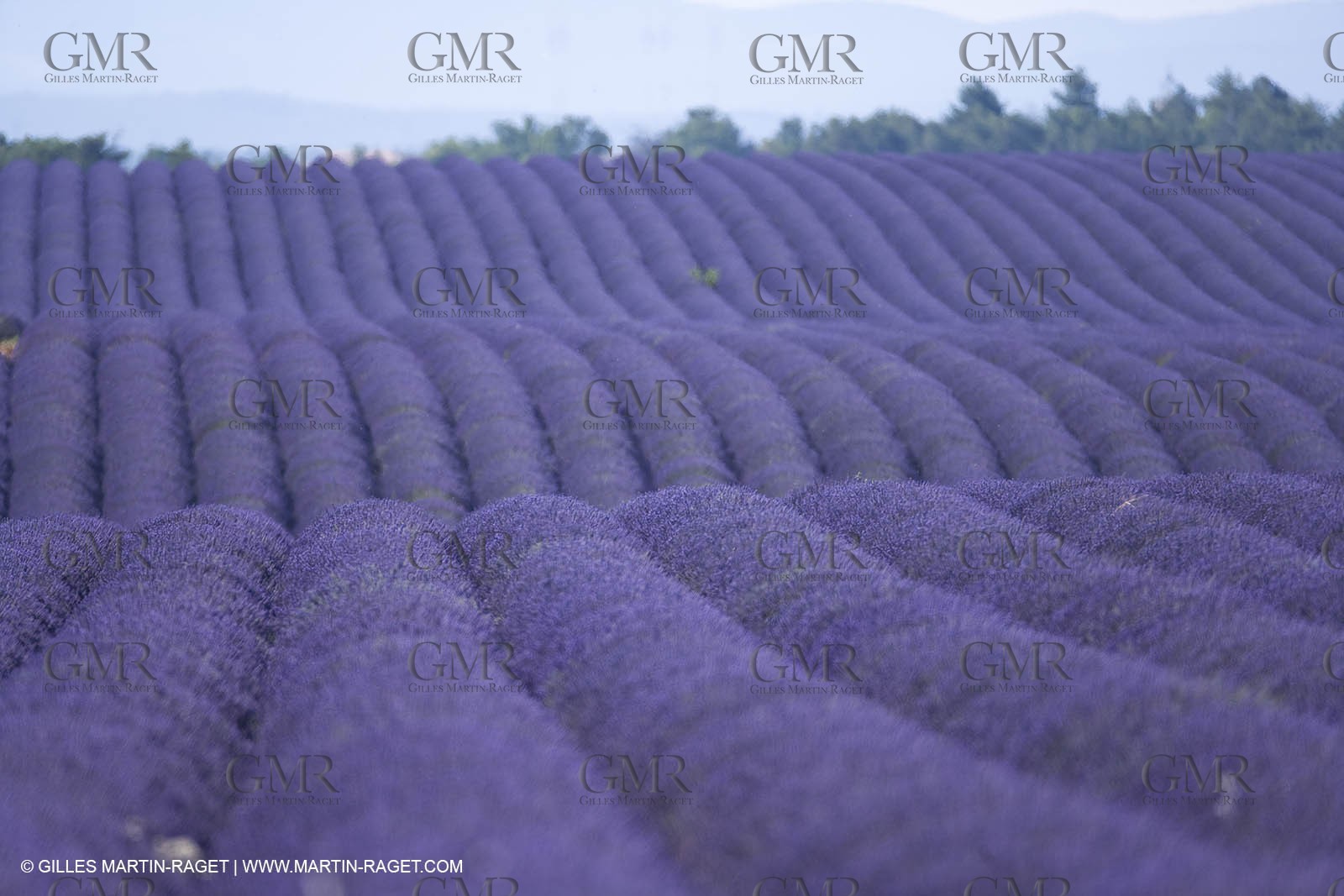13 08 2007 - Valensole (04) - Lavandes en fleur sur le plateau de Valensole