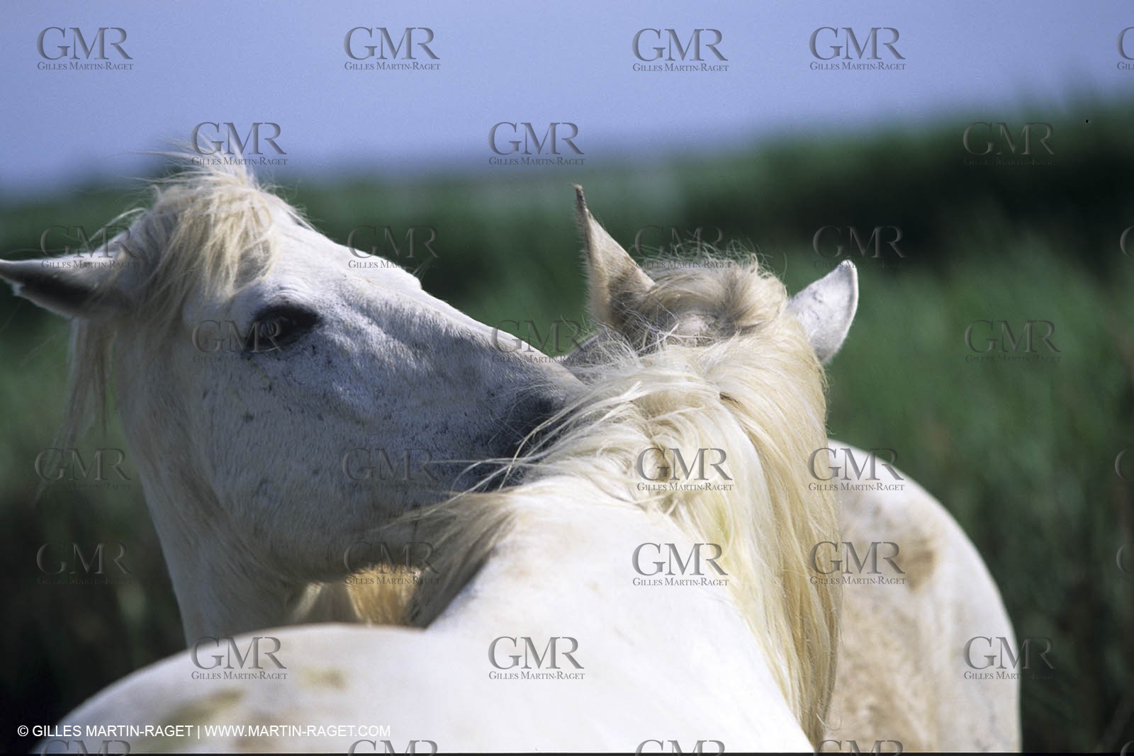 Camargue horses