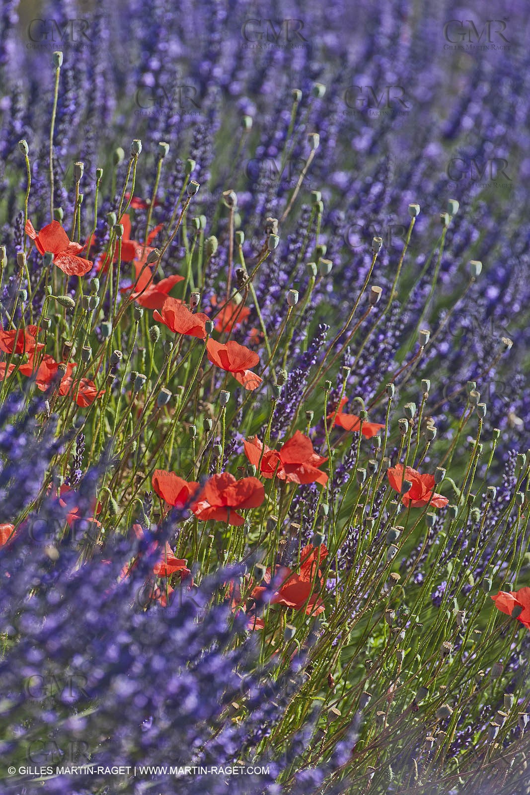 27 06 2011 - Valensole (FRA, 04) - Lavander fields