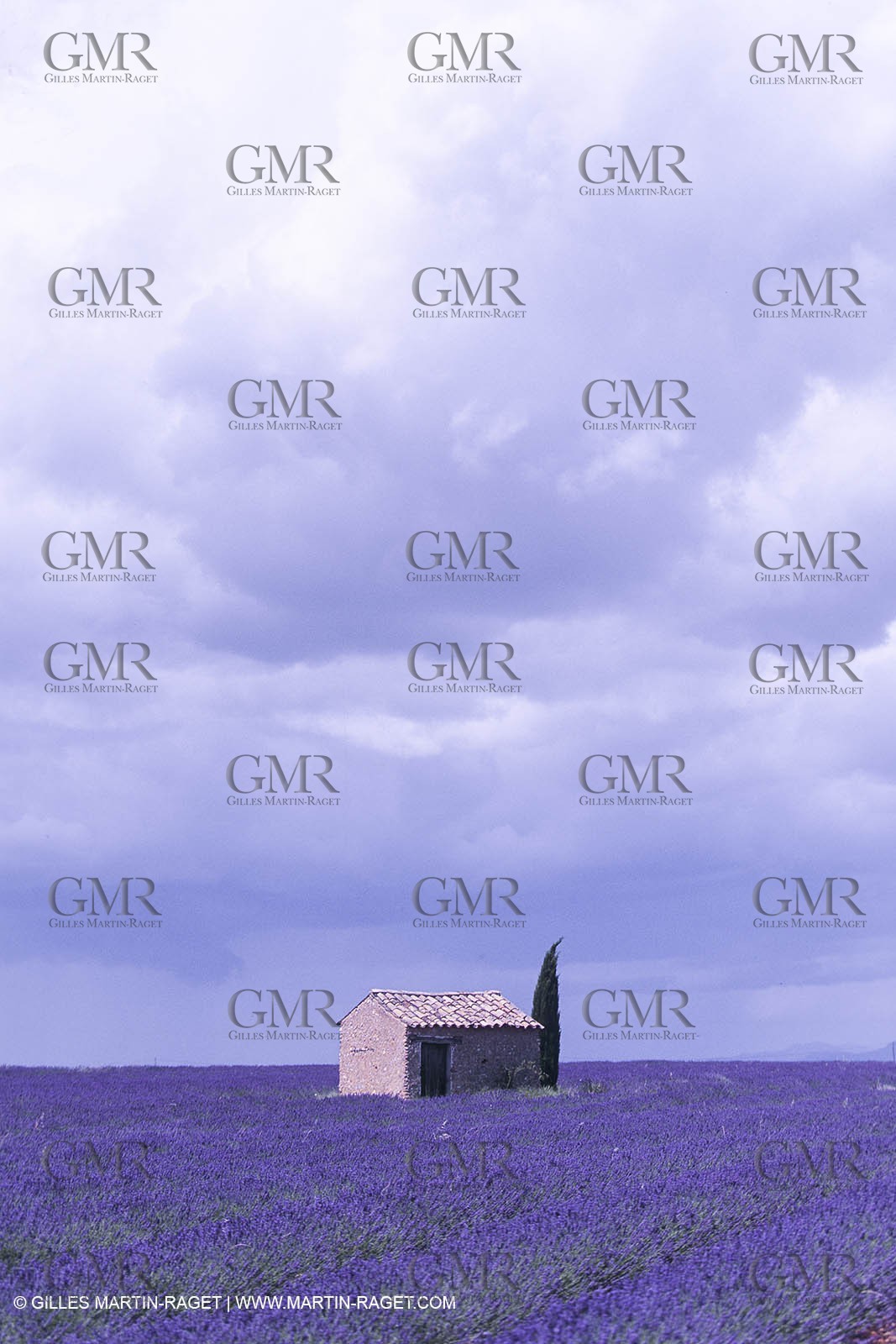 France, Provence, Lavender fields