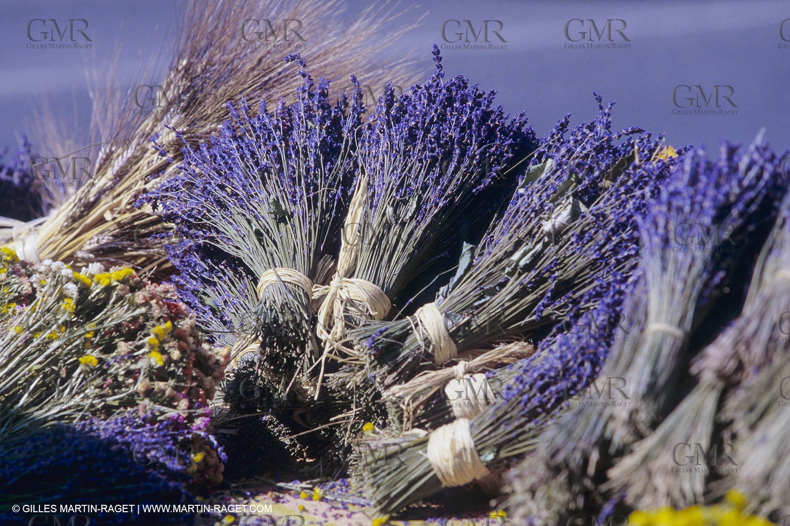 France, Provence, Higher Provence, Valensole Plateau, Lavender