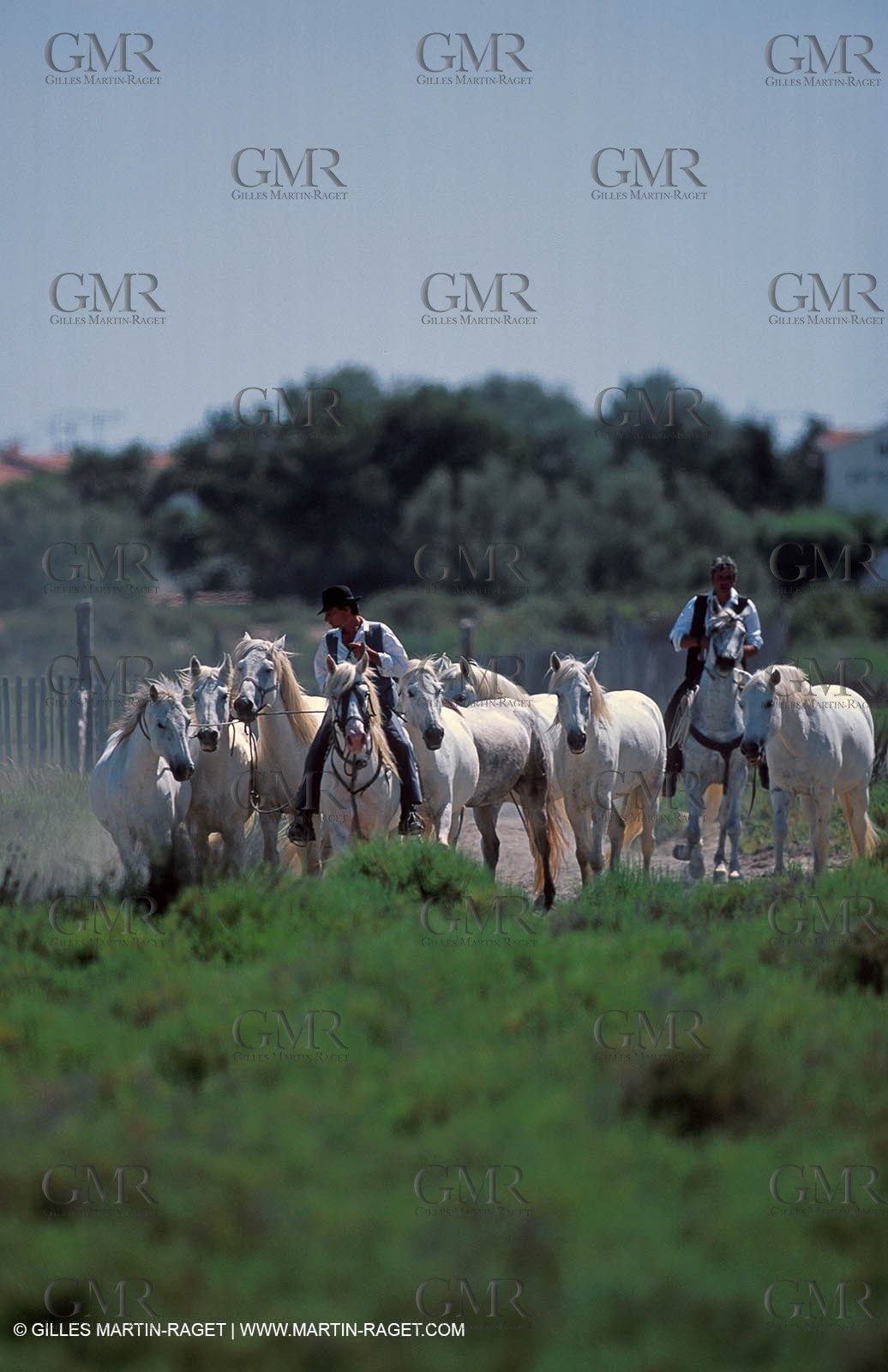 Camargue horses