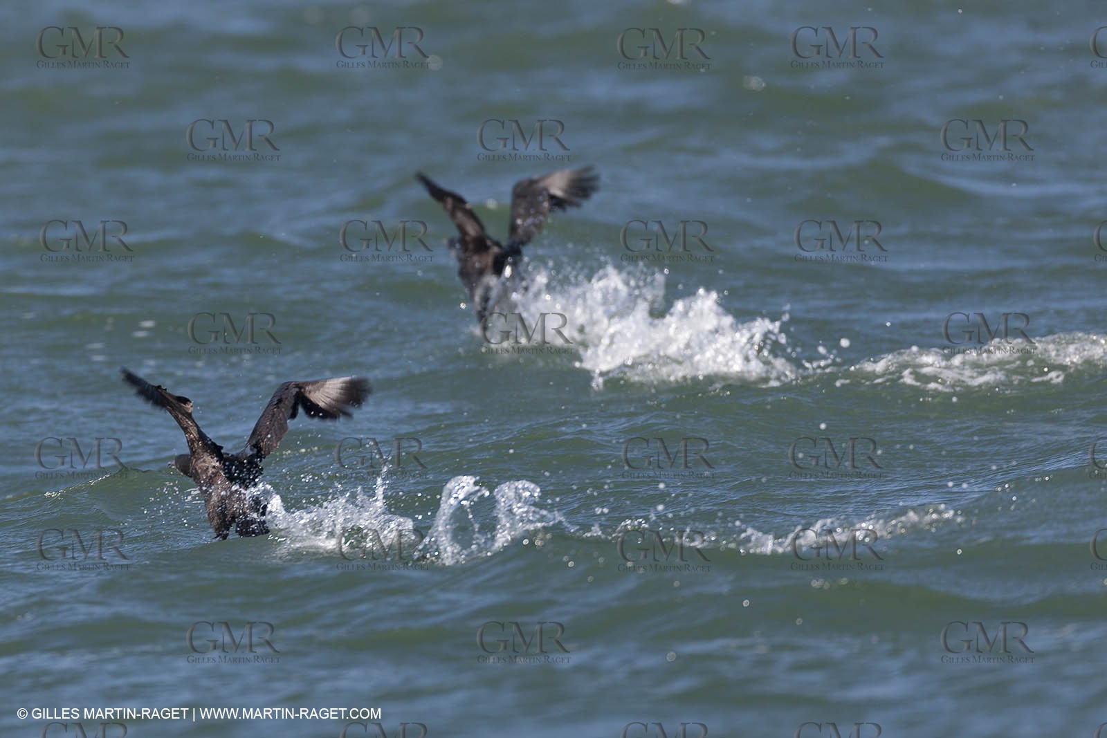 20 02 2013 - San Francisco (USA) - 34th America's Cup - Red Bull Youth America's Cup - Selection Series, session 2, Sailing Day 1