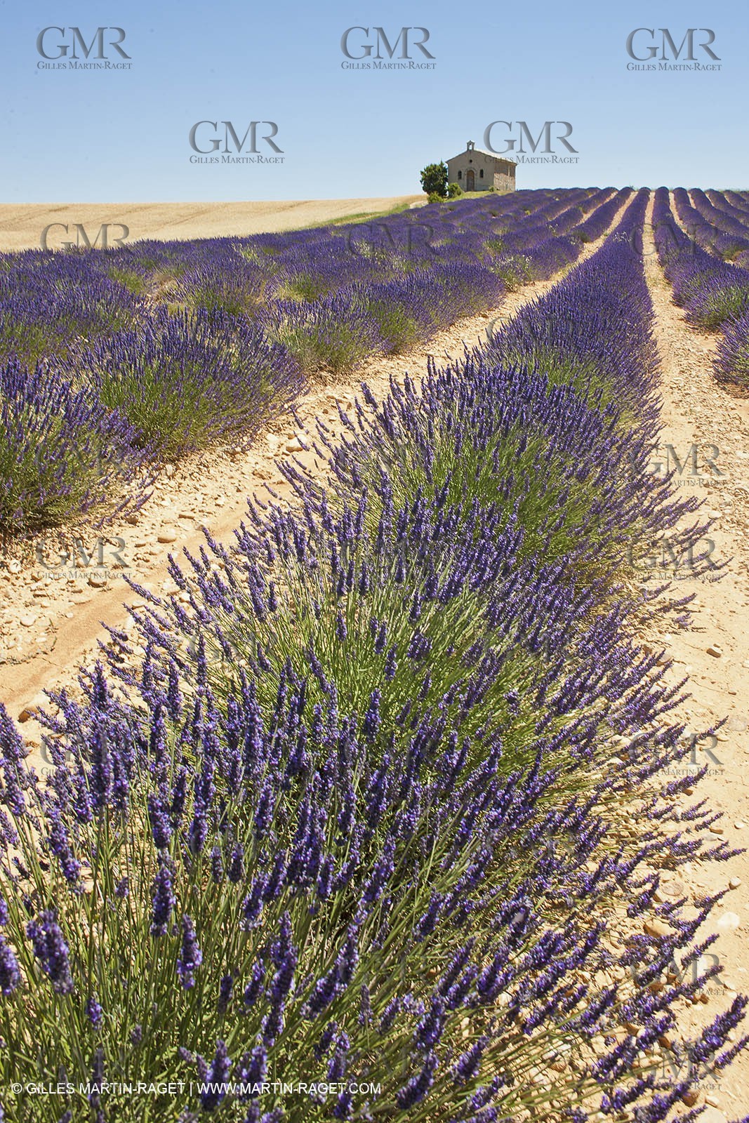 27 06 2011 - Entrevennes (FRA, 04) - Lavander fields