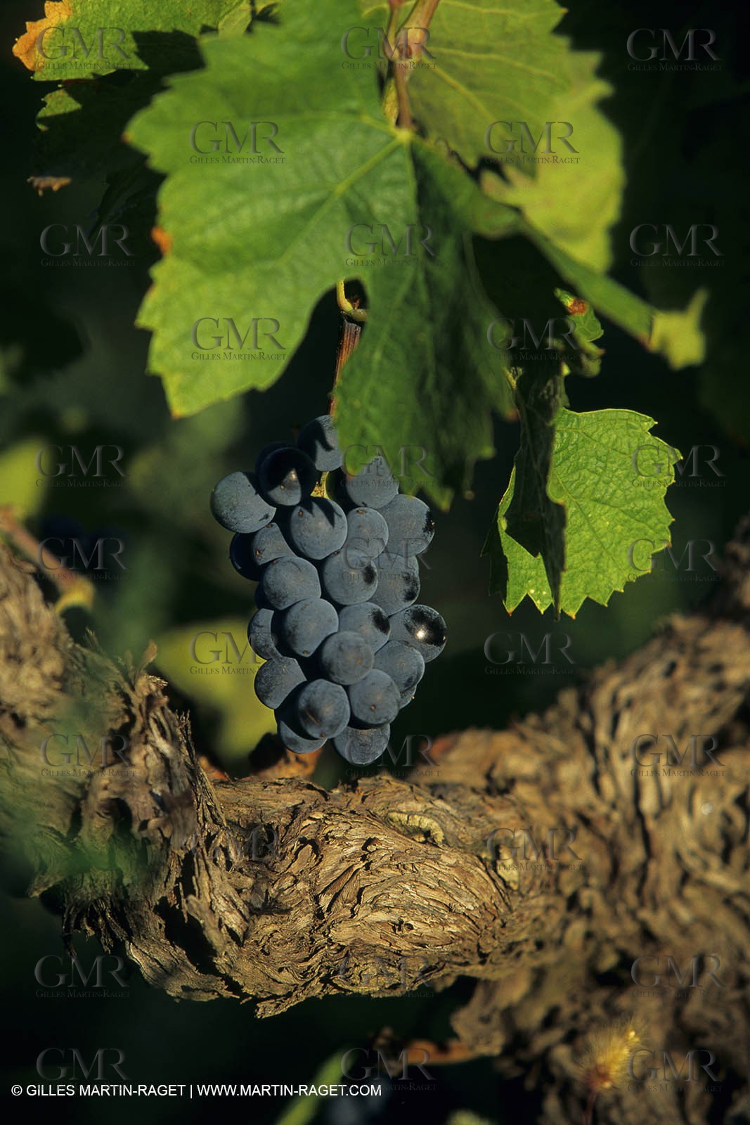 costieres0022