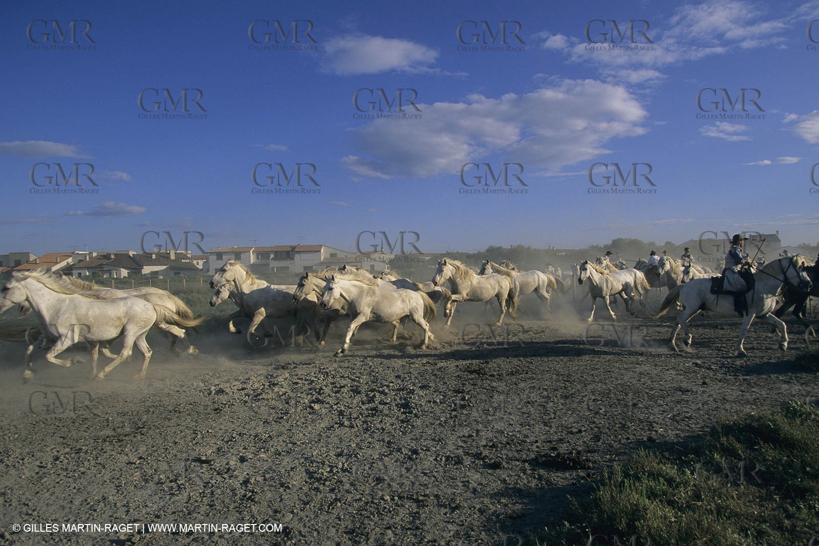 France, Provence, Camargue, White horses from Camargue