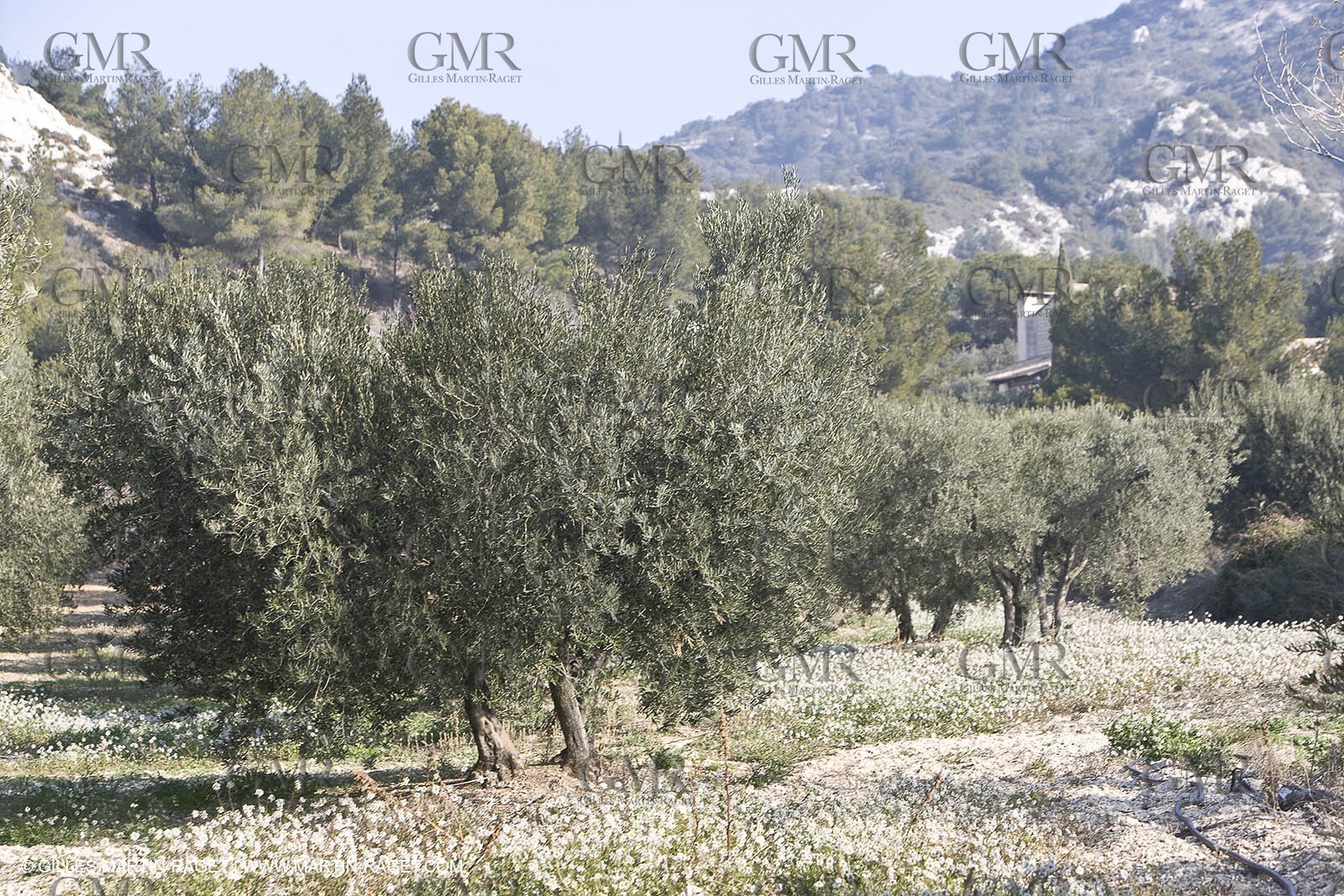 16 02 2008 - Les Baux de Provence (FRA, 13) - Alpilles hills landscapes