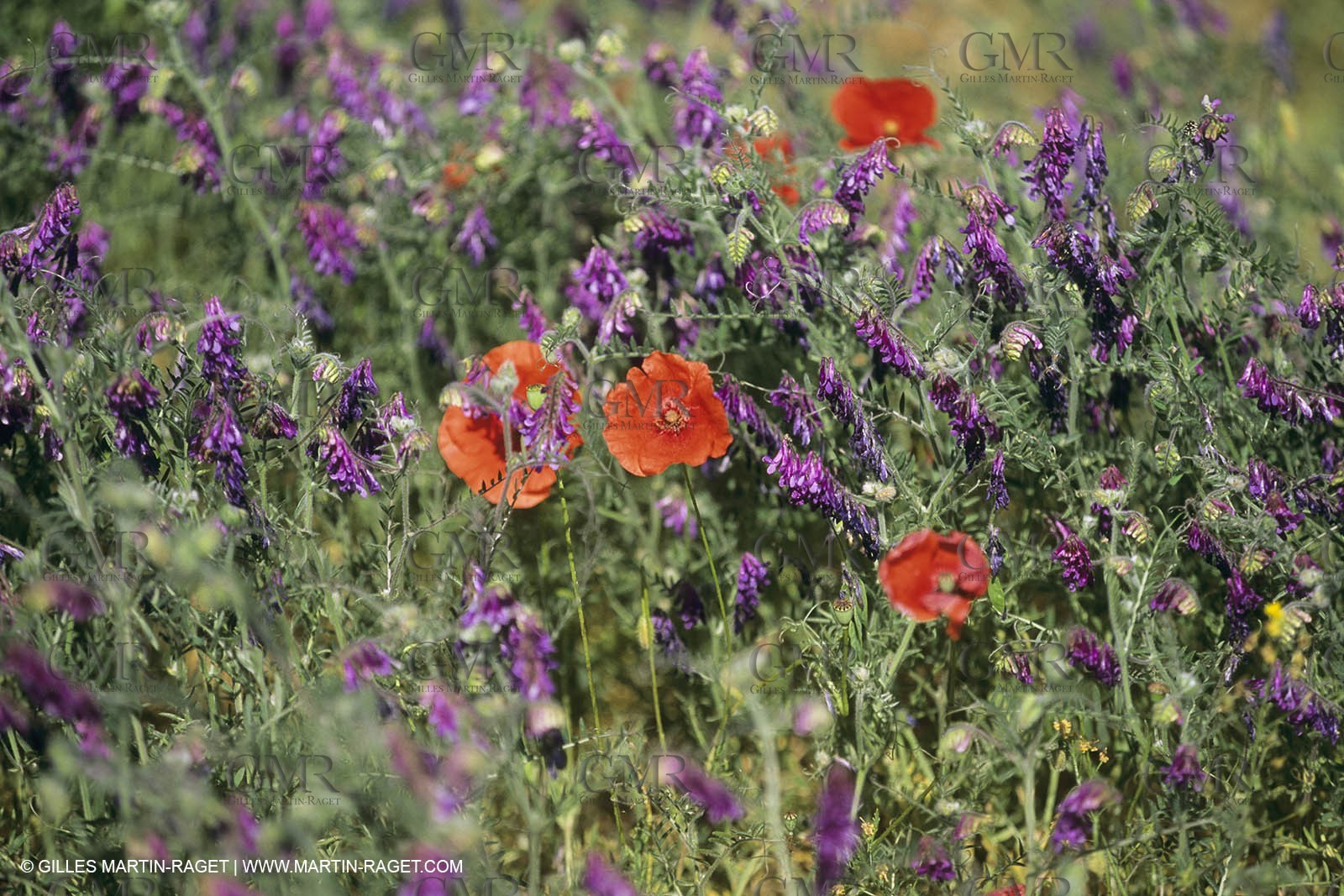 France, Provence, Champs de Coquelicots   Poppies fields