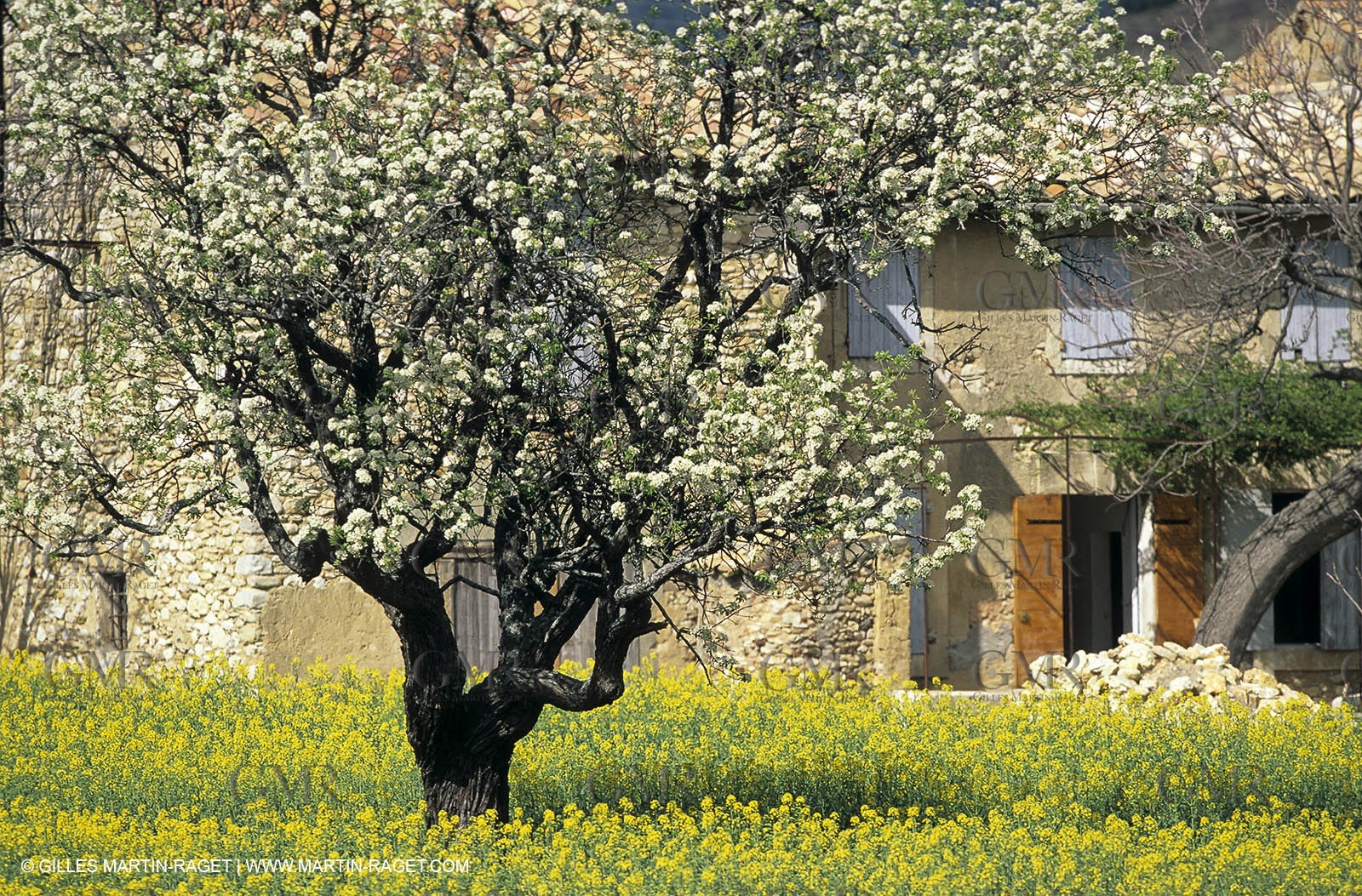 Alpilles (FRA,13), Rape fields