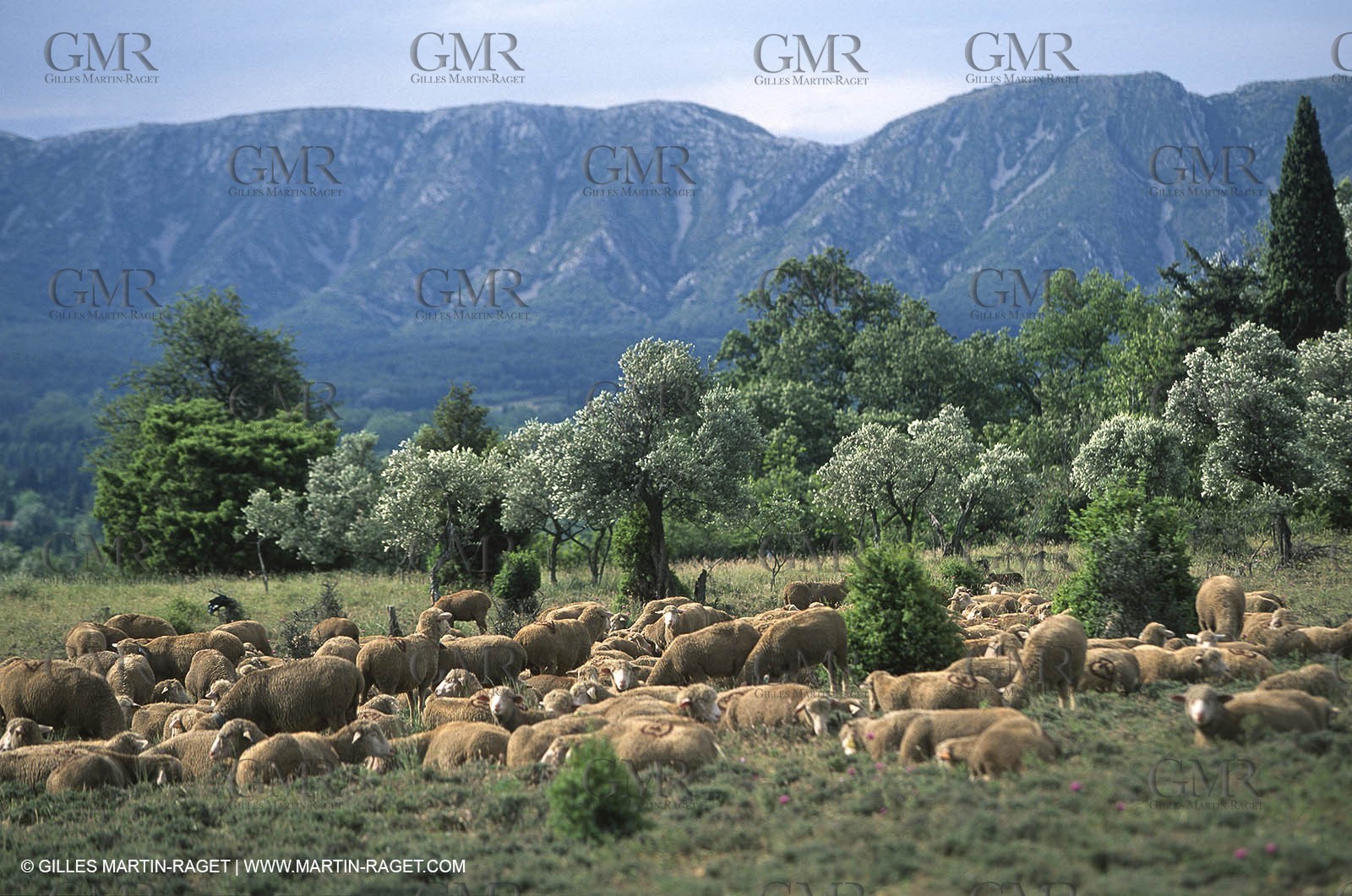 Saint Rémy de Provence (FRA,13) - Sheep stocks migration Fest