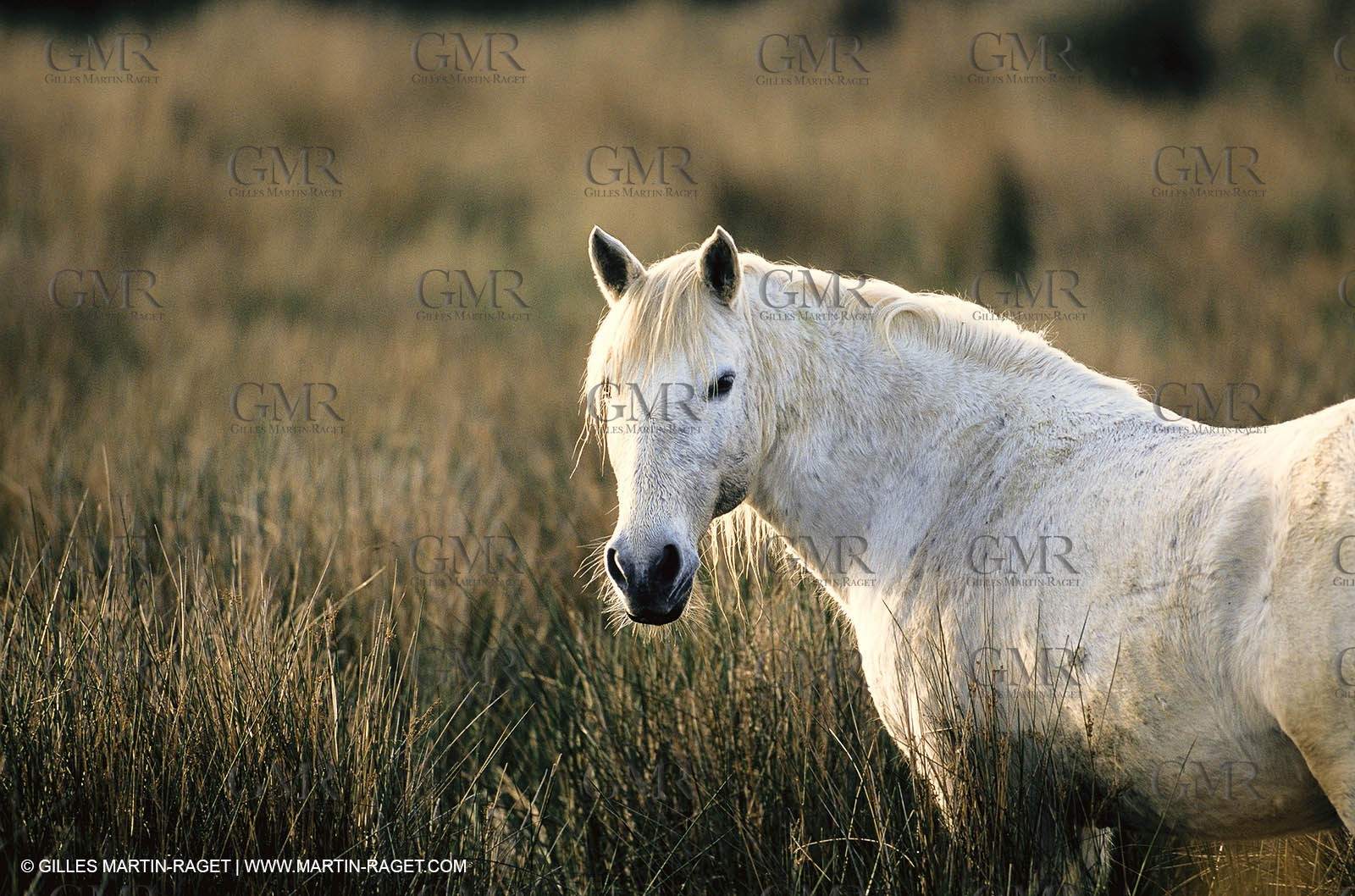 2000-2010- Arles - Les Saintes Maries de la mer (FRA,13) - Camargue horses