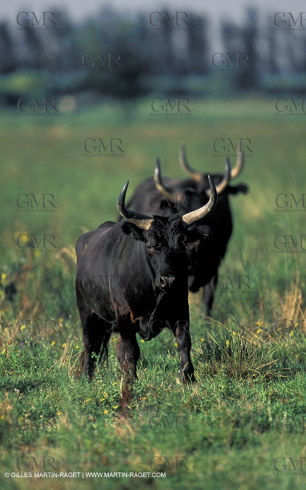 Bulls - Camargue