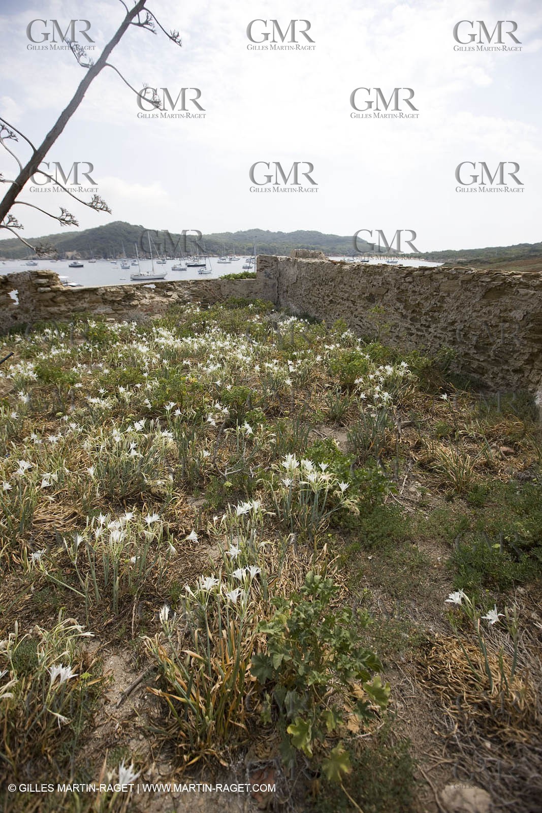 26 07 2008 - Porquerolles Island (FRA,83) - Langoustier fortress