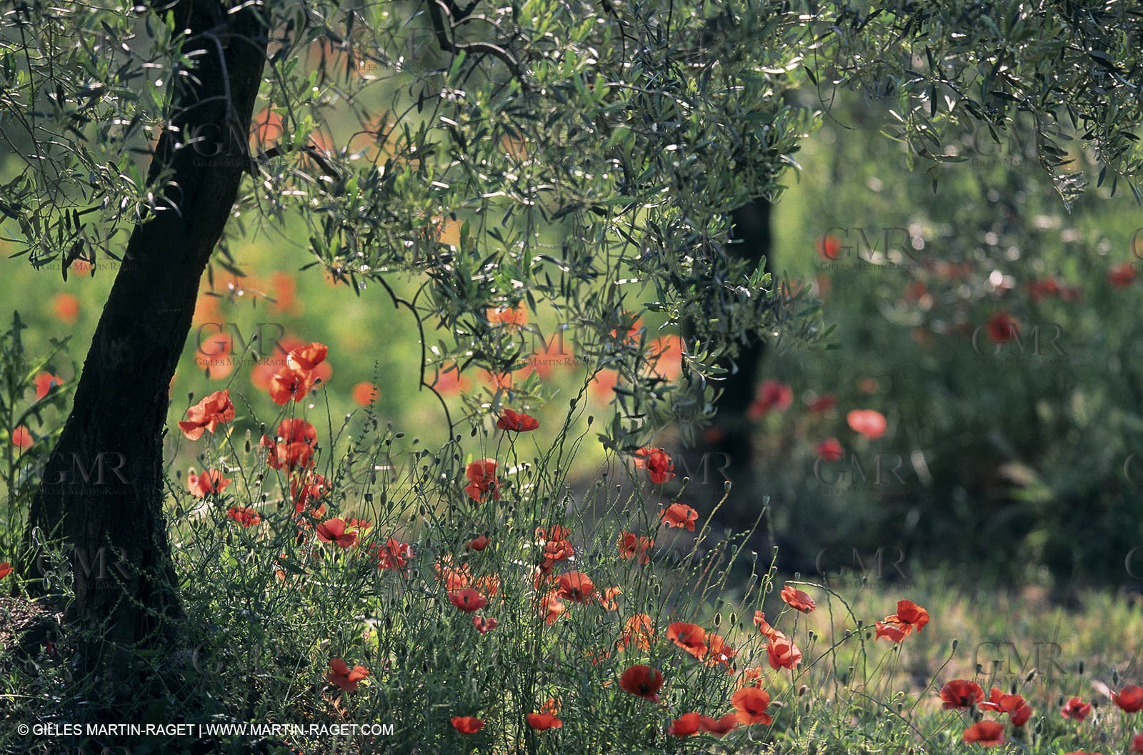 2000-2010- Les Alpilles (FRA,13) - Poppy fields