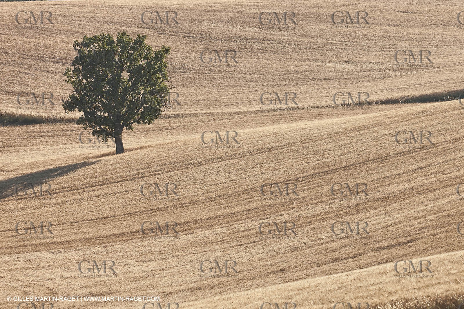 27 06 2011 - Valensole (FRA, 04) - Lavander fields