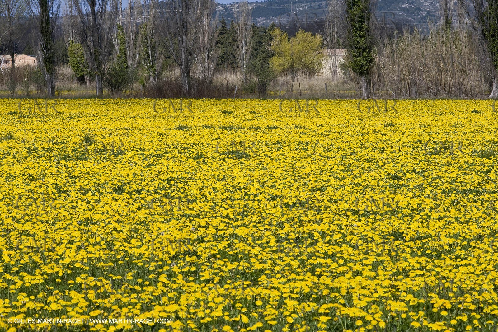16 03 2008 - Saint Rémy de Provence (FRA, 13) - Alpilles hills landscapes - Dandelion field