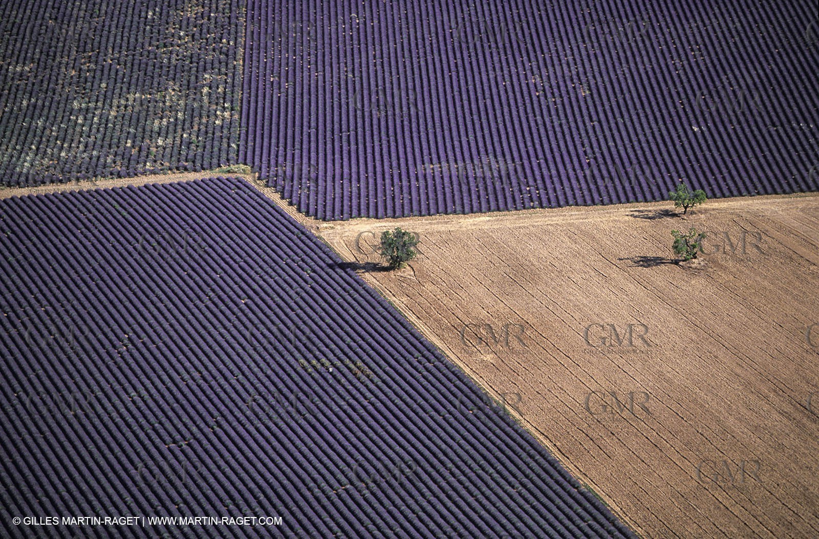 Juin 2005, Valensole (FRA,04) - Lavander fields