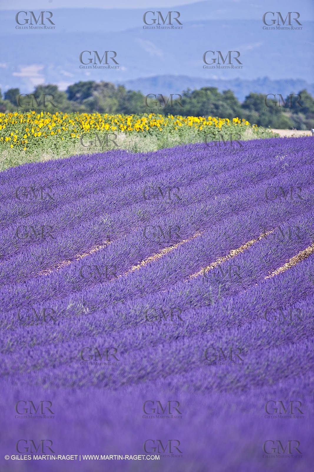 27 06 2011 - Valensole (FRA, 04) - Lavander fields