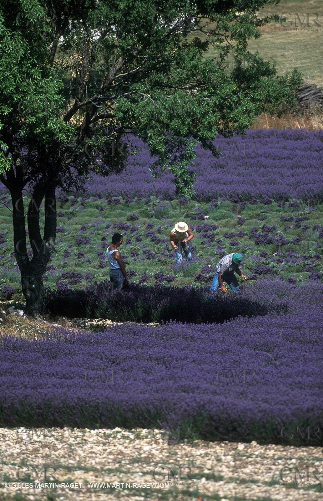 Lavenders