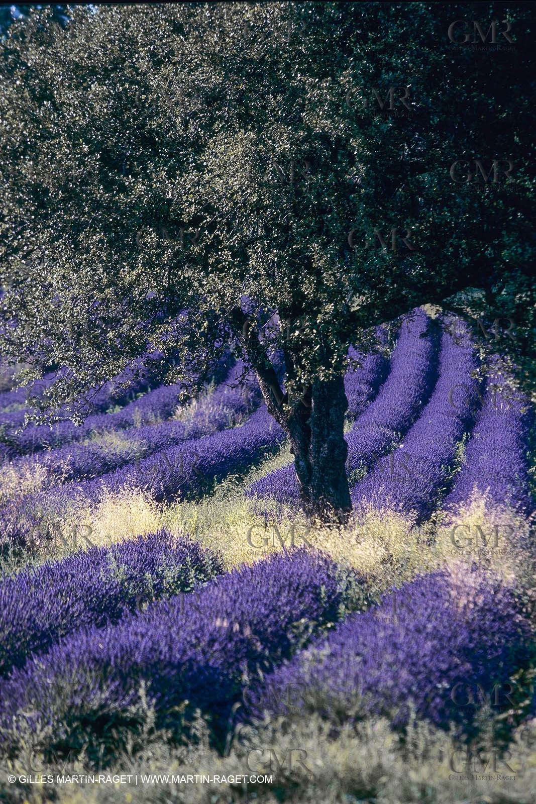 France, Provence, Lavender fields