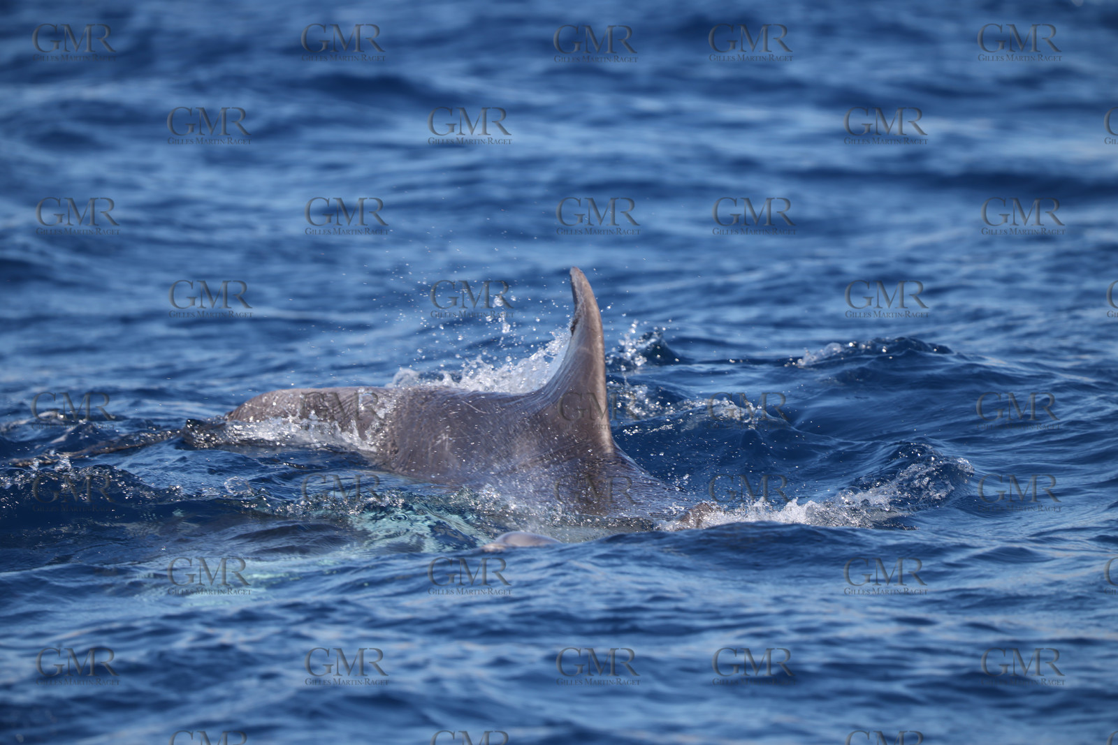 GMR_JurisCup25_3452