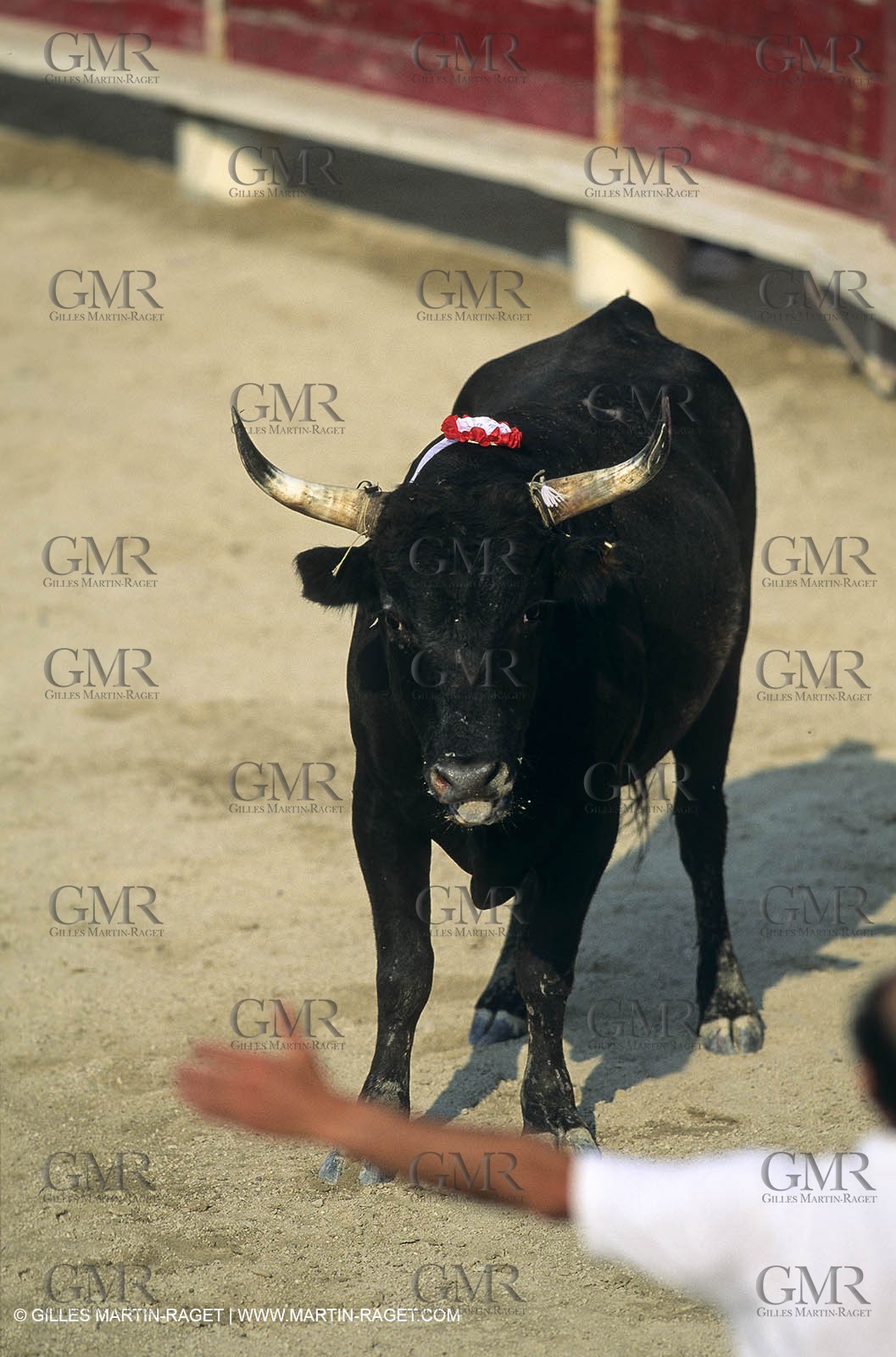 Gard, (FRA,30) - Camargue bull game