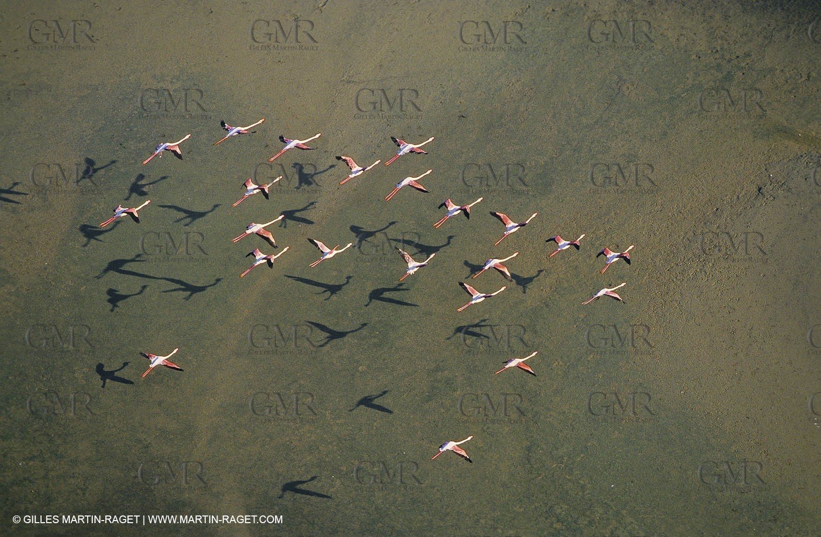 Camargue (FRA,13) - Flamingos in the Camargue