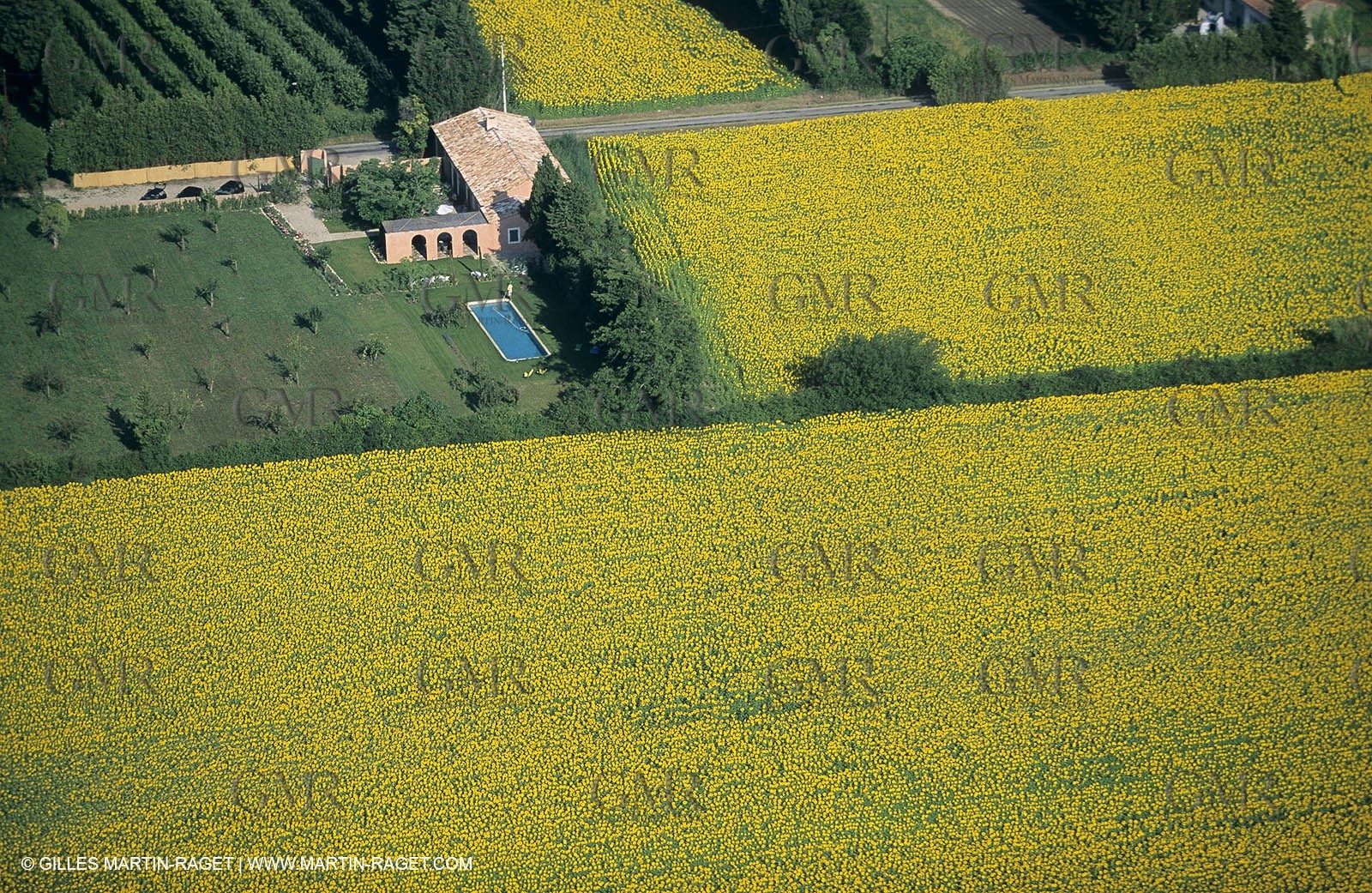 Alpilles (FRA,13) - Sunflower fields