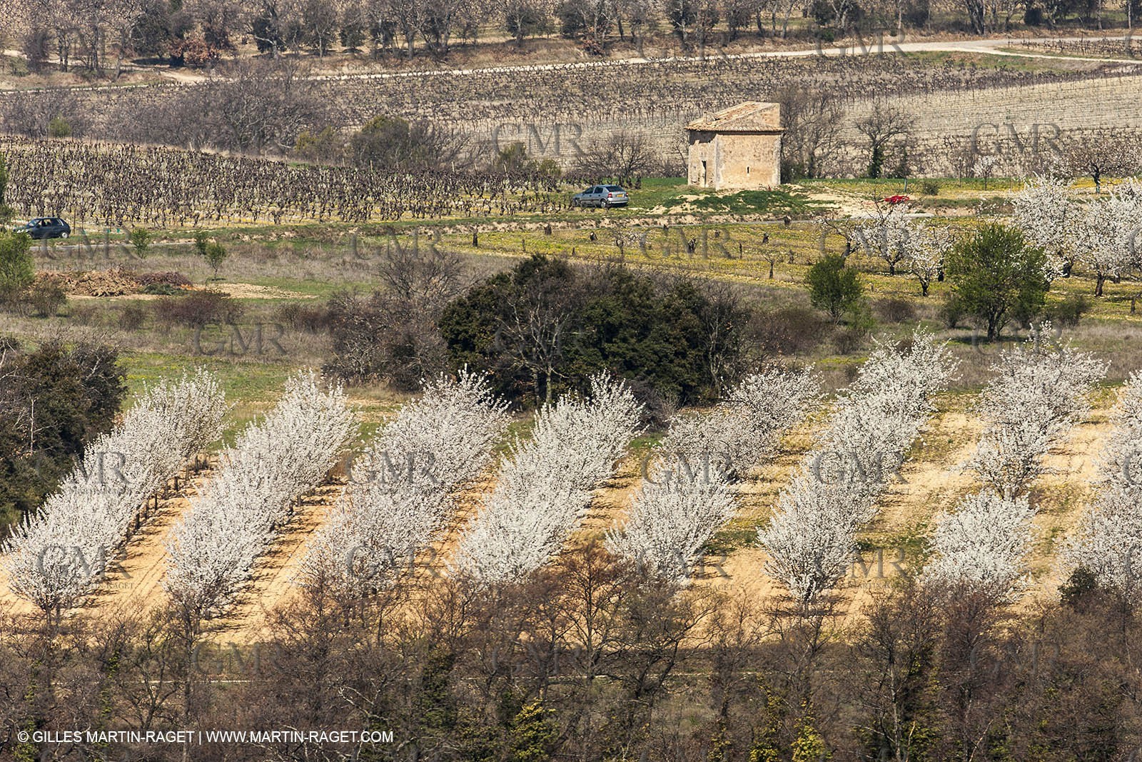 30 mars 2012 - Saint Saturnin les Apt (FRA, 84) - Cerisiers en fleurs