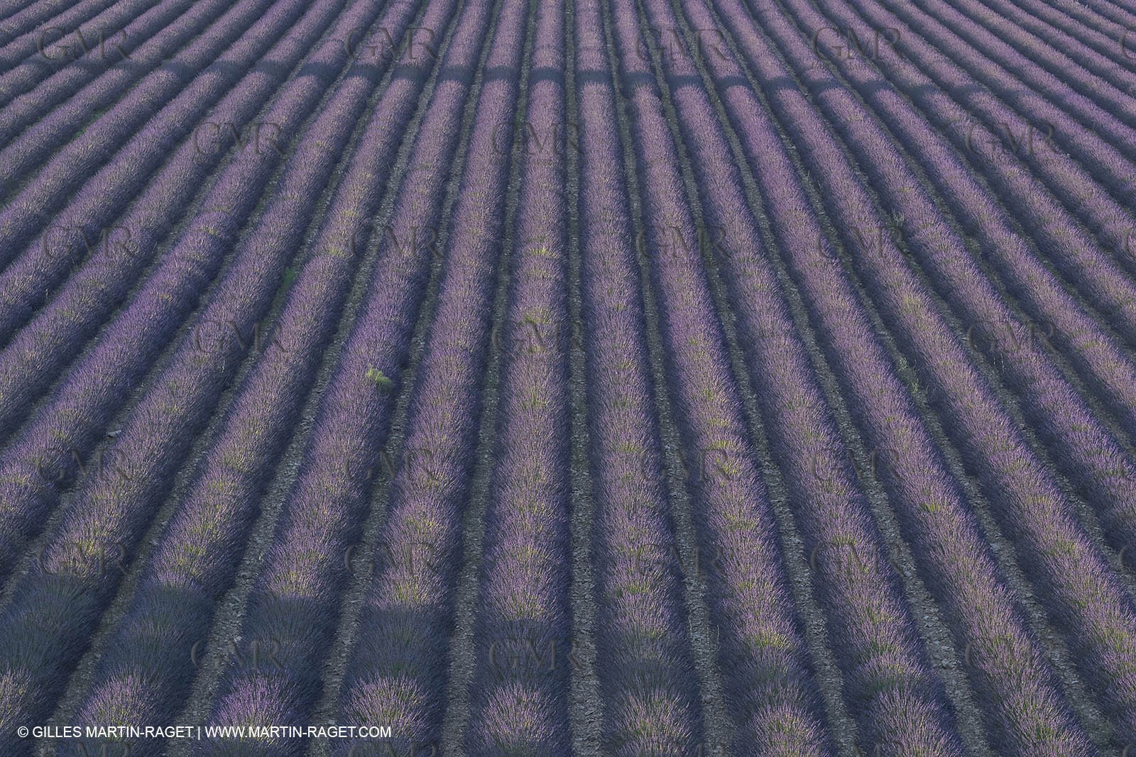 21 06 2018,Rustrel (FRA, 84), champs de lavande
