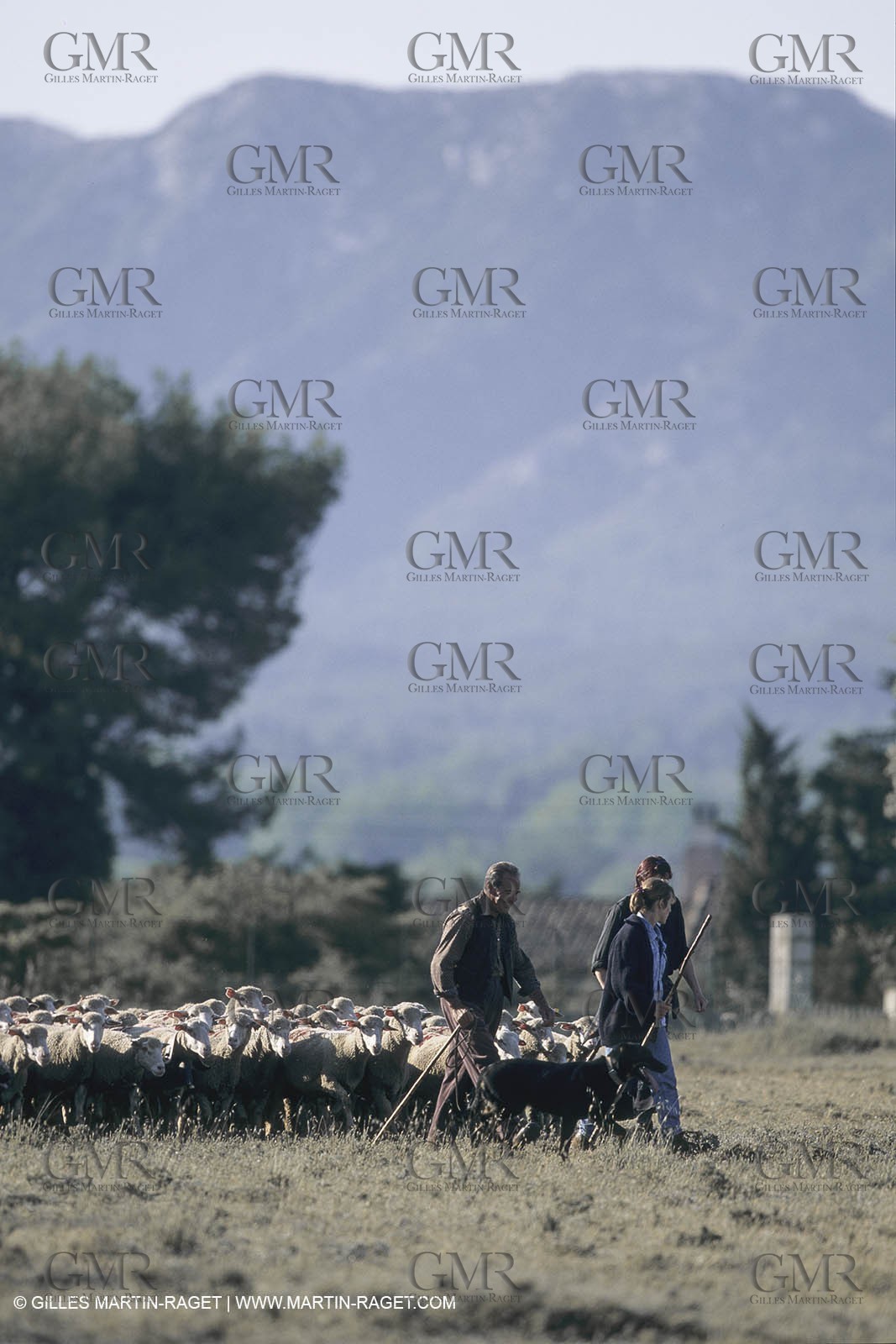 France, Provence, Moutons, bergers, élevage, transhumance