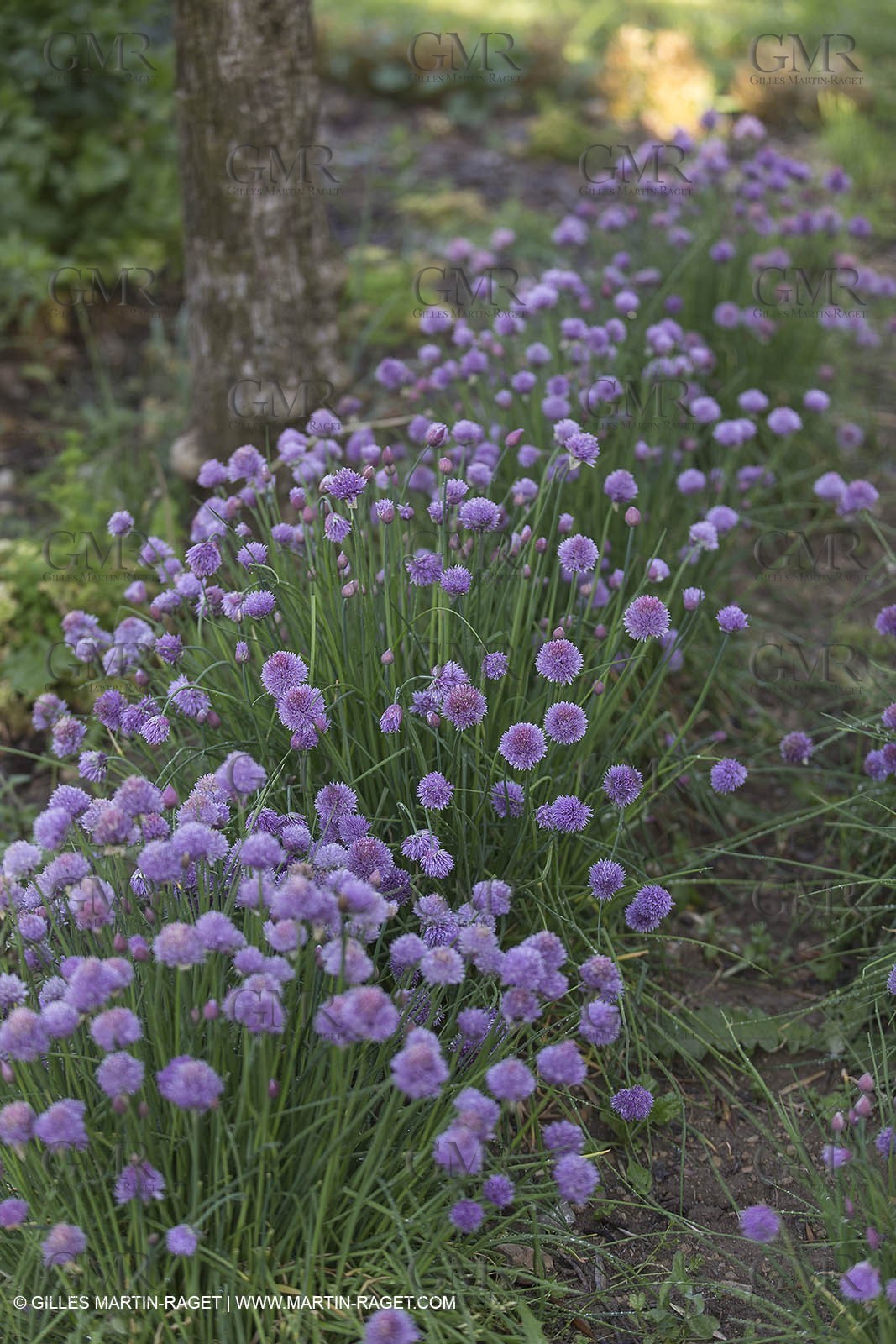 Domaine de la Baume - Tourtour (FRA,83) - 15 05 2014