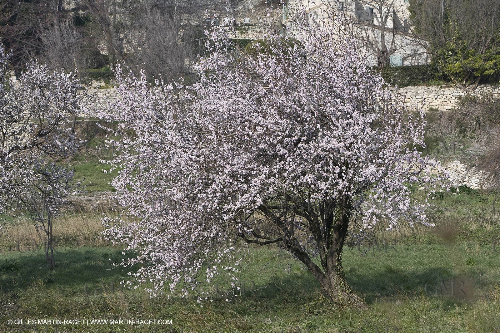 16 02 2008 - Les Baux de Provence (FRA, 13) - Alpilles hills landscapes