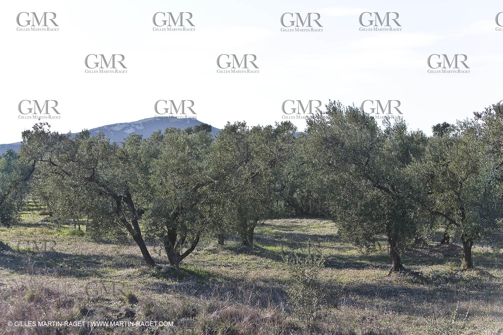 16 02 2008 - Les Baux de Provence (FRA, 13) - Alpilles hills landscapes