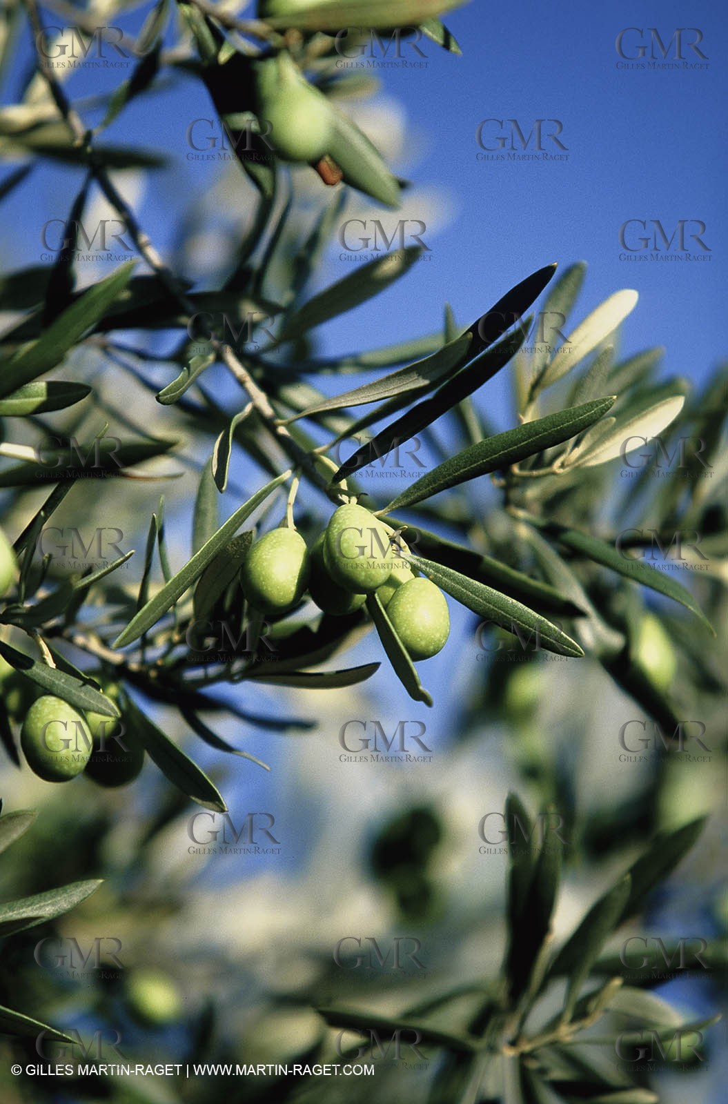 olive0116.jpg