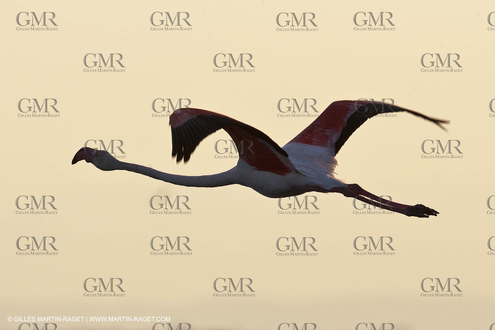 25 05 2011 - Les Saintes Maries de la Mer (FRA,13) - Fête des Gitans