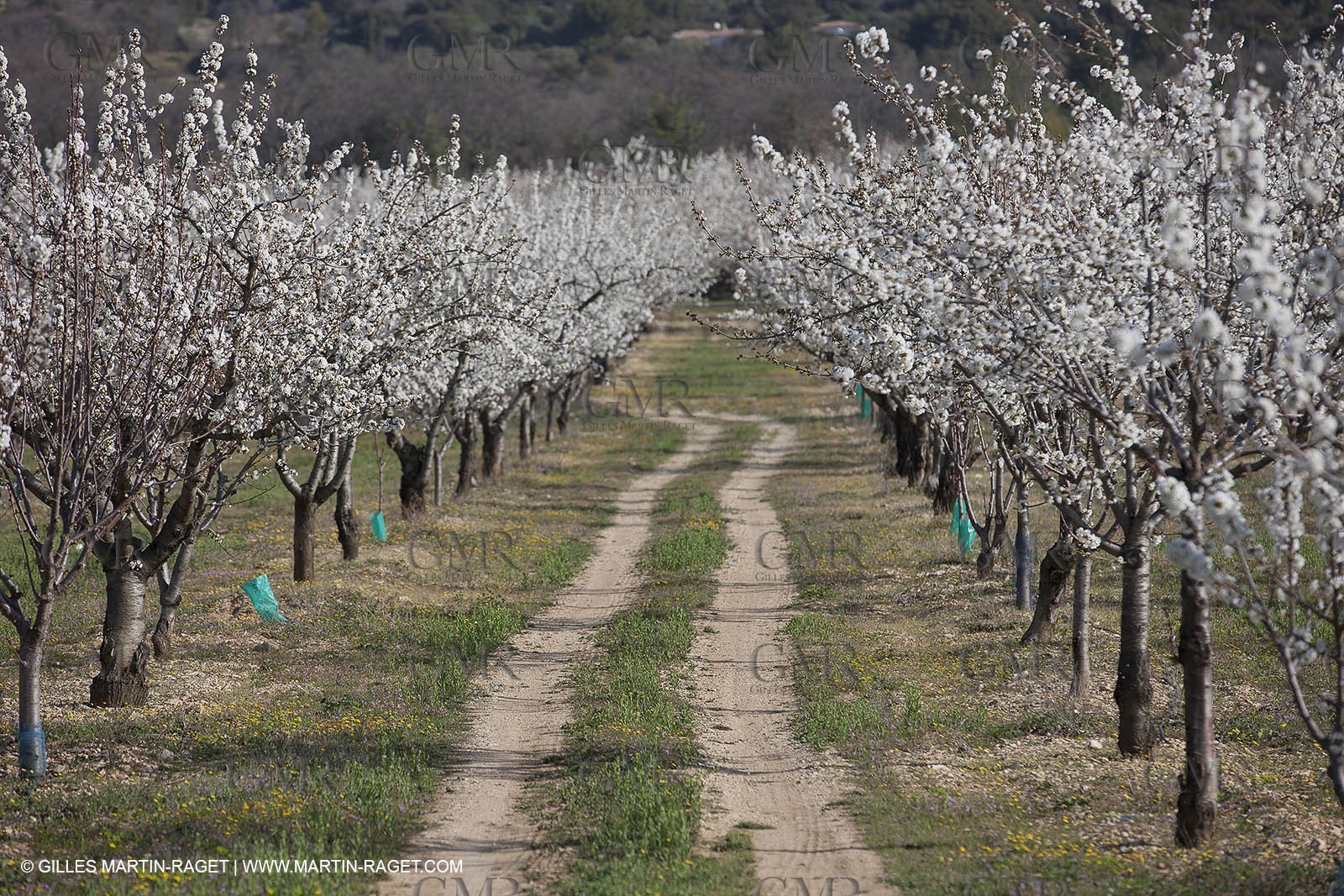 March 30th 2012 - Saint Saturnin les Apt (FRA, 84) - blooming cherry trees