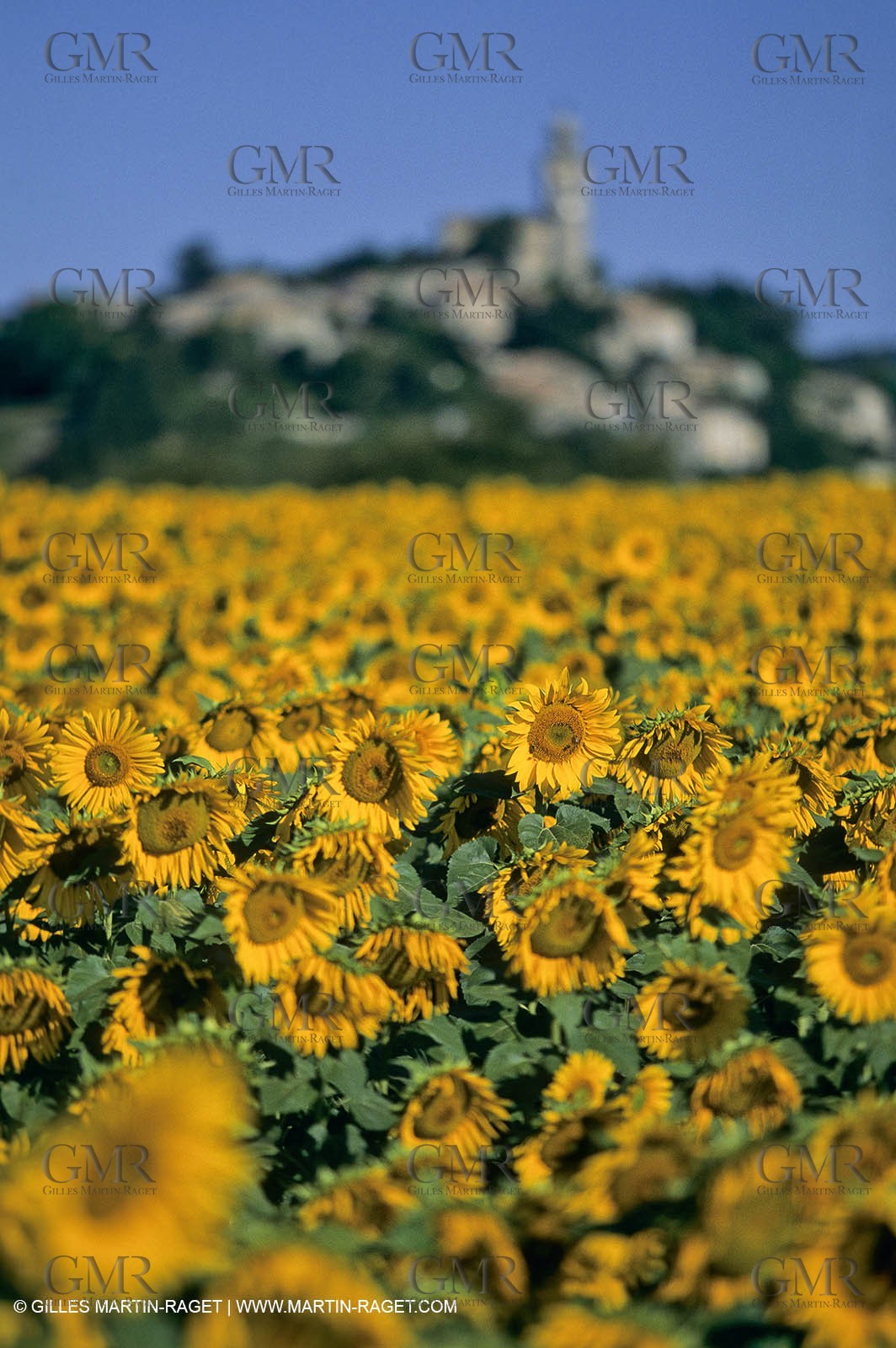 Luberon (FRA,84), Sunflower fields