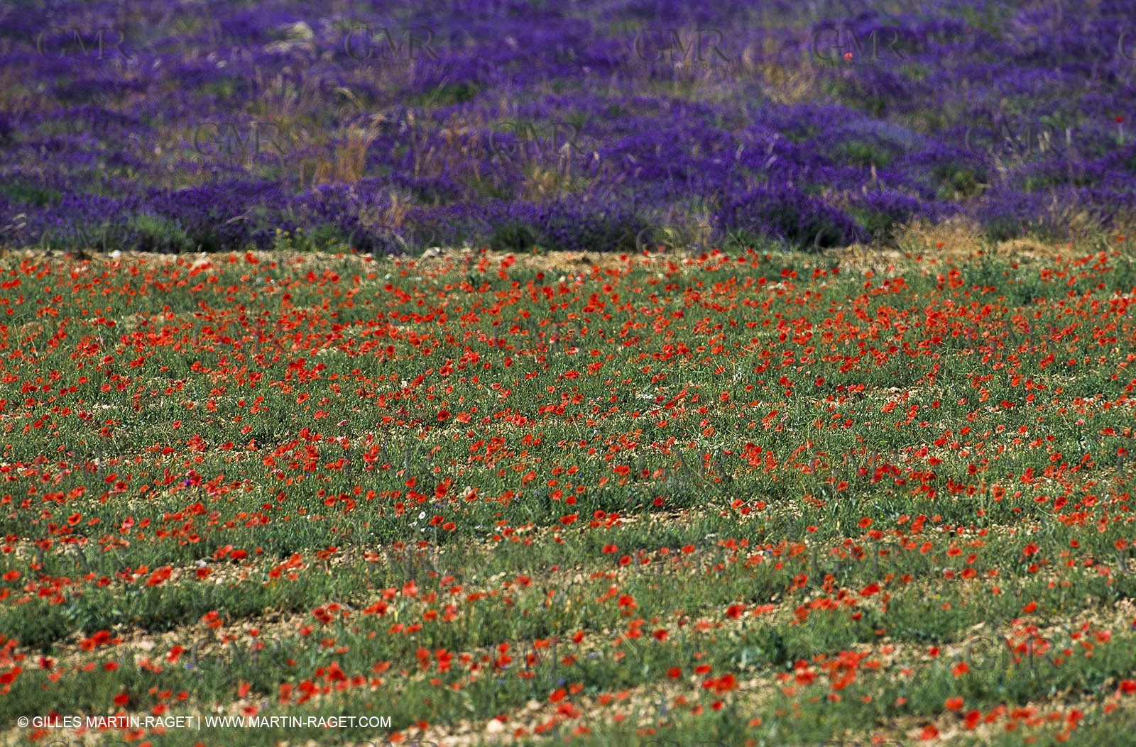 Lavender fields, popppies field