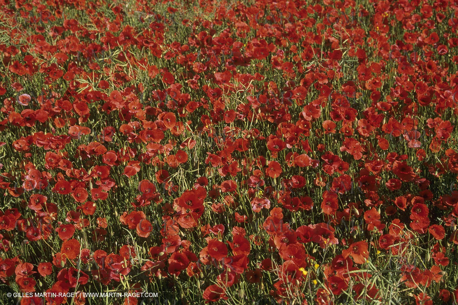 France, Provence, Champs de Coquelicots   Poppies fields